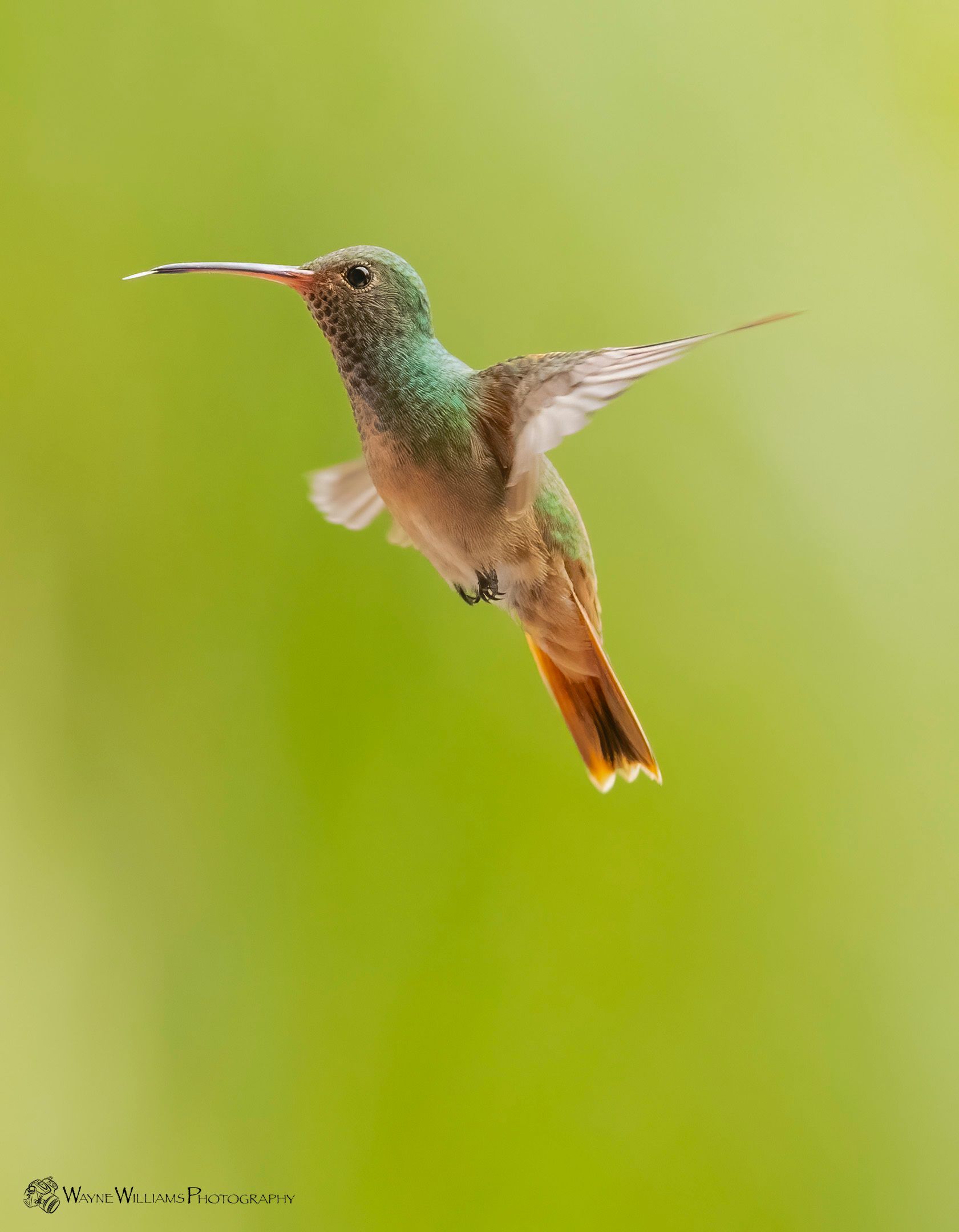 A hummingbird is flying in the air with a green background.