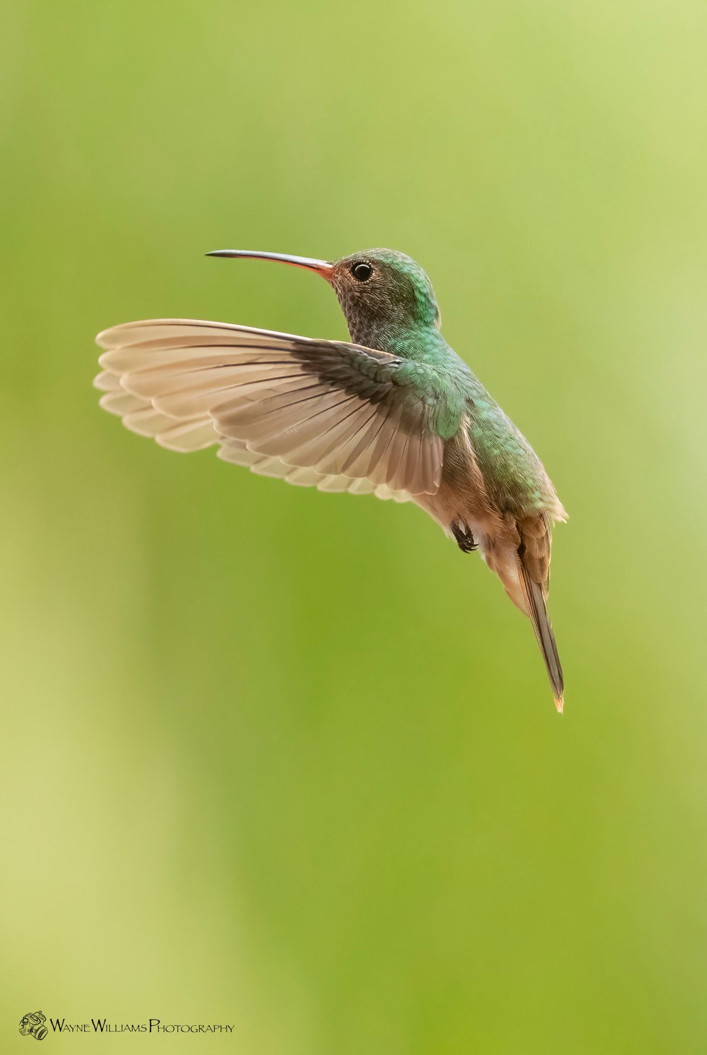 A hummingbird is flying in the air with its wings spread.