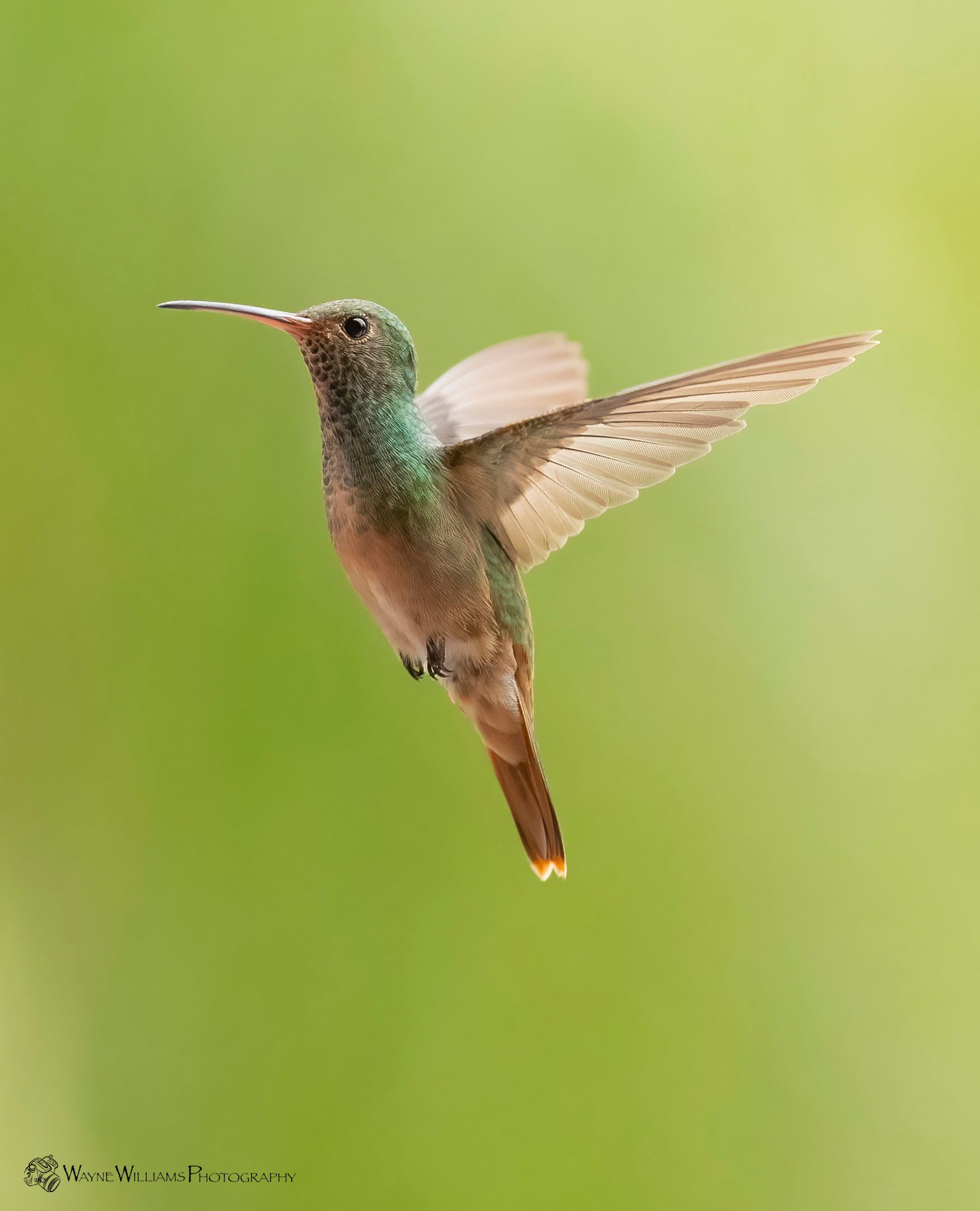 A hummingbird is flying in the air with its wings spread.