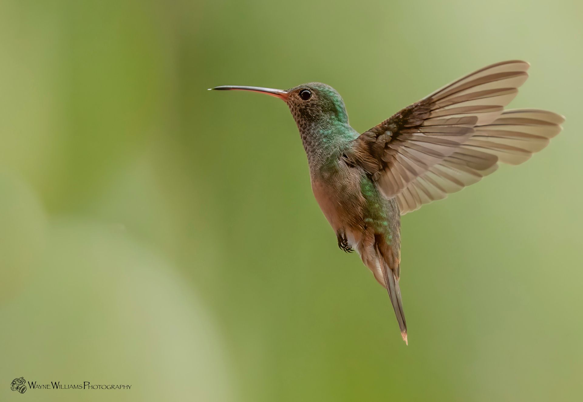 A hummingbird is flying in the air with its wings spread.