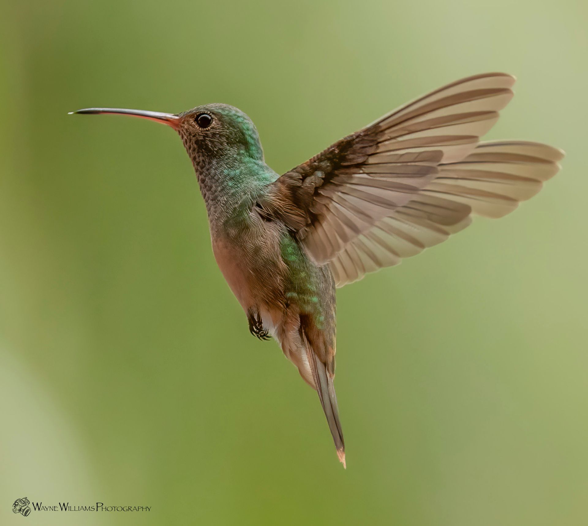 A hummingbird is flying in the air with its wings spread.