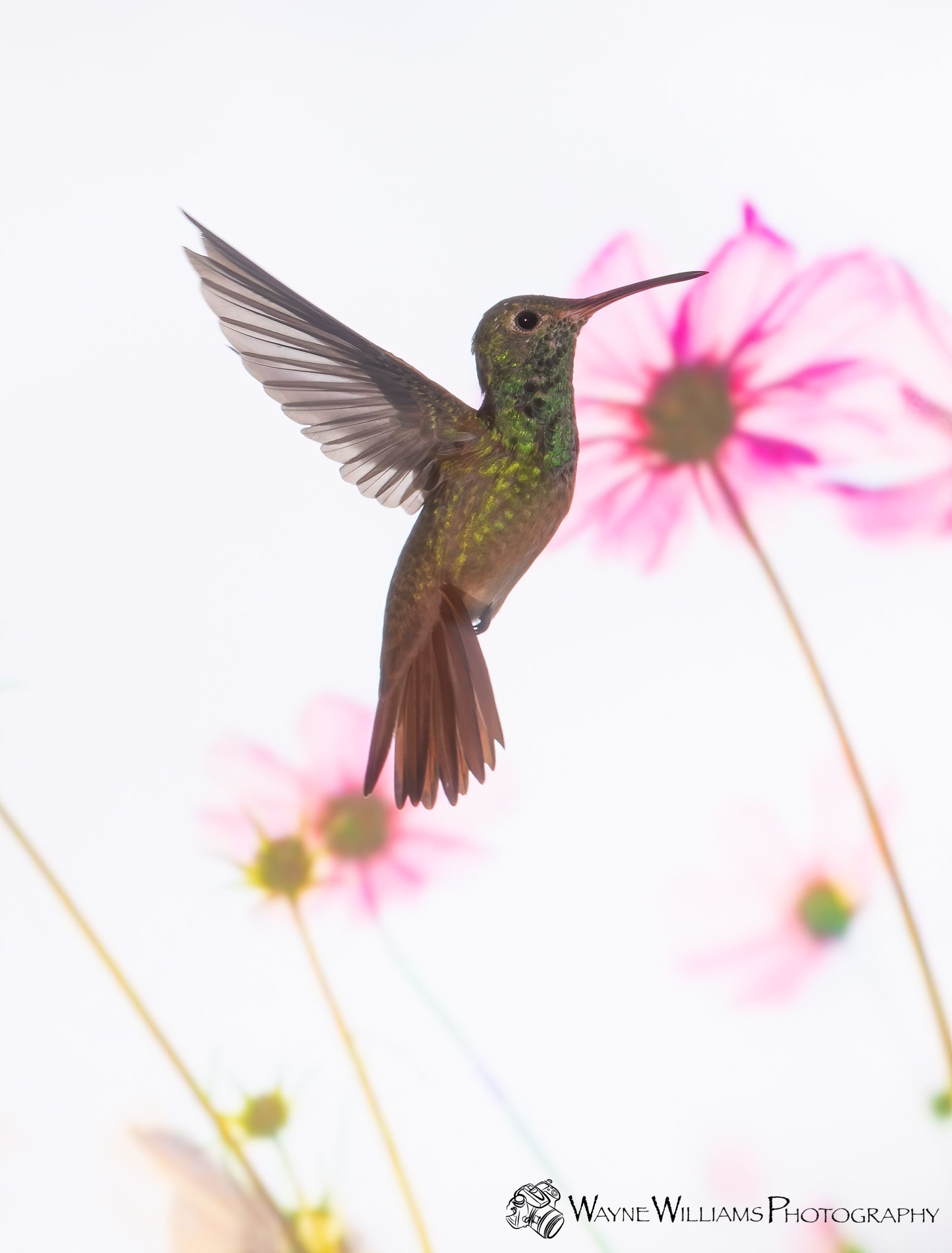 A hummingbird is flying over some pink flowers