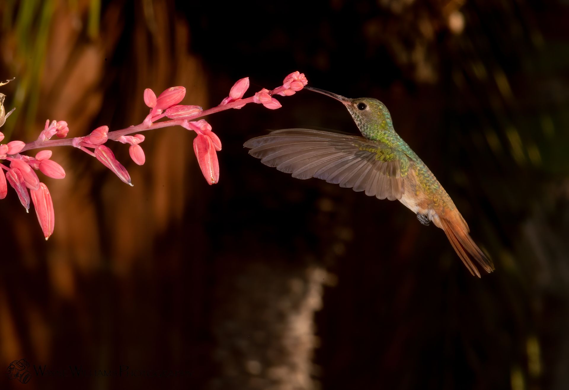 A hummingbird is flying towards a pink flower.