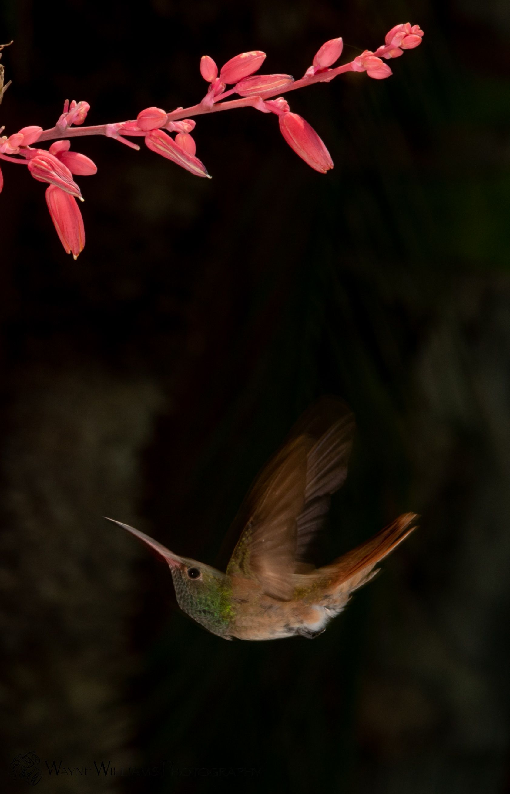 A hummingbird is flying near a flower in the dark.