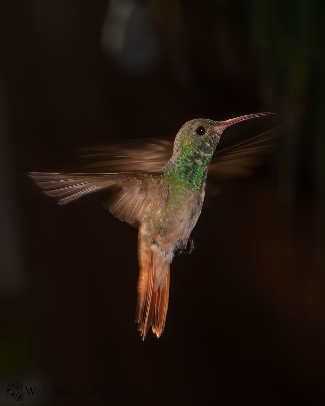 A hummingbird is flying in the dark with its wings spread.