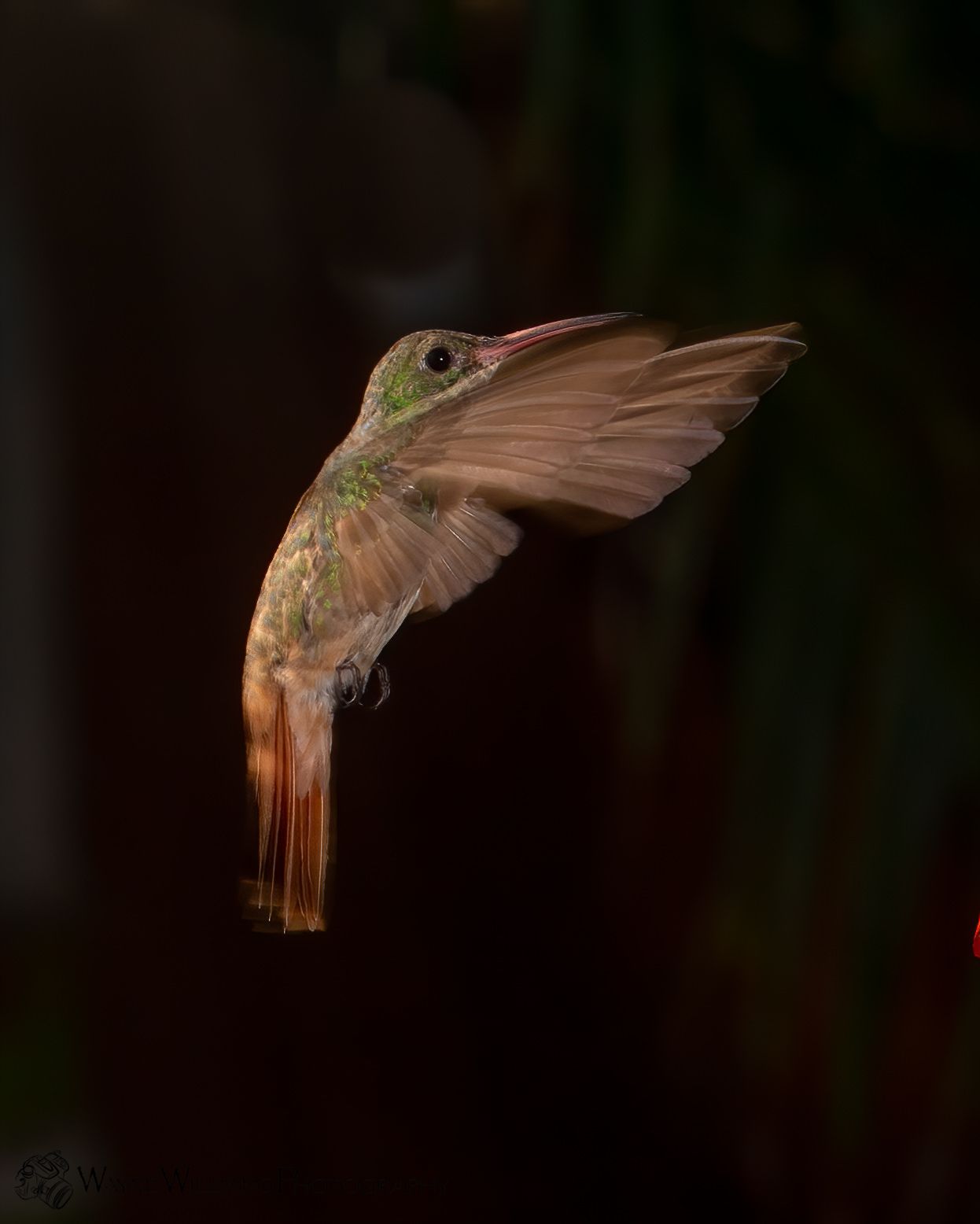A hummingbird is flying in the dark with its wings spread.