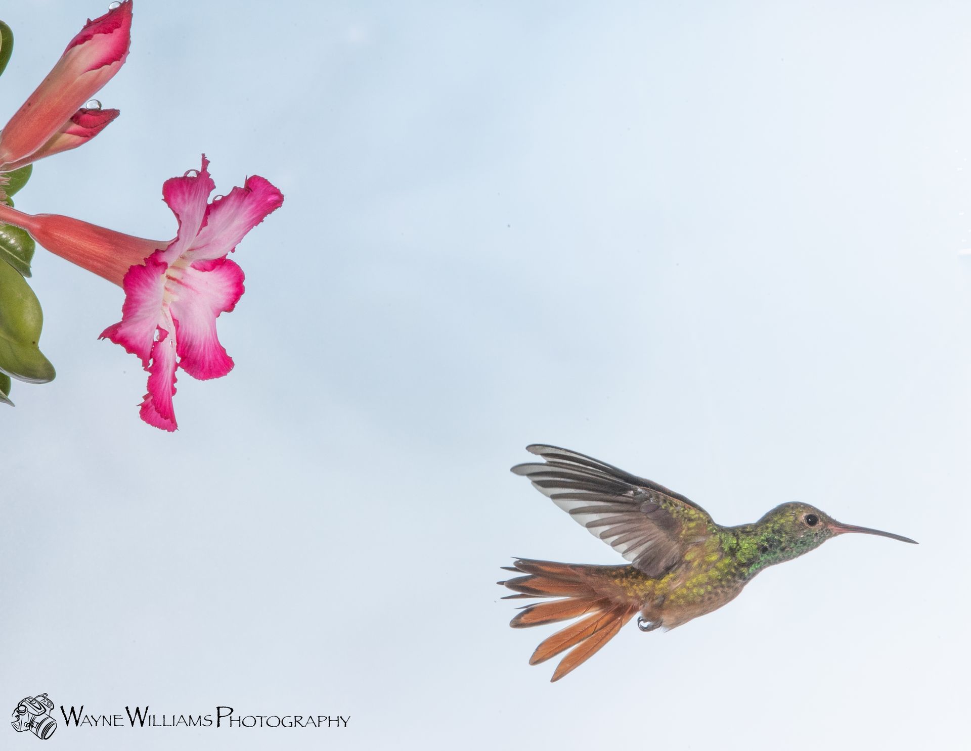 A hummingbird is flying in front of a pink flower.