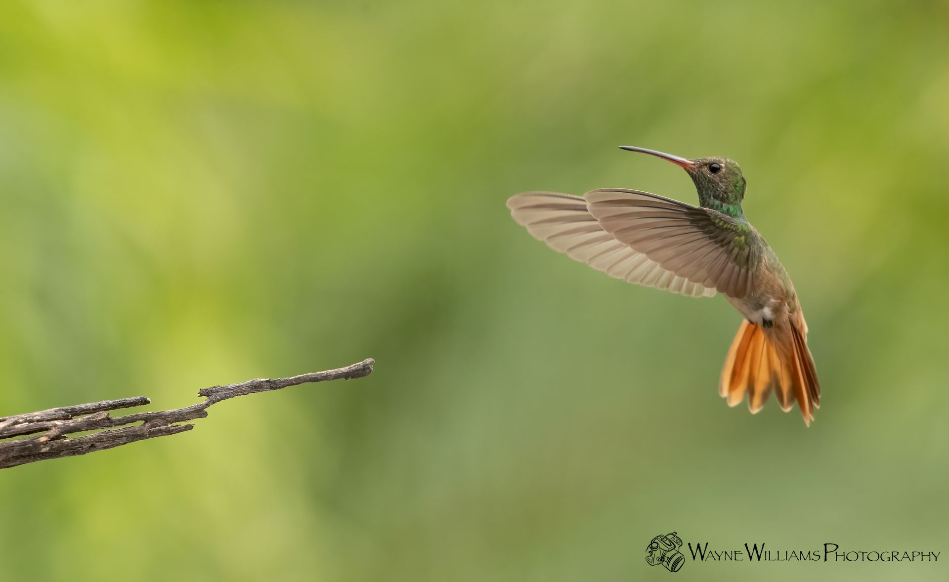 A hummingbird is flying over a tree branch.