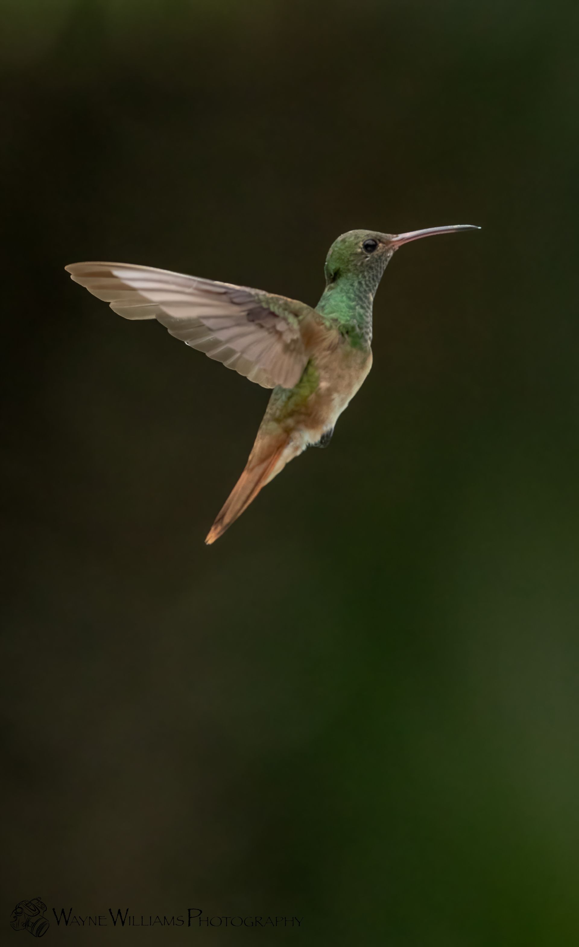 A hummingbird is flying in the air with its wings spread.