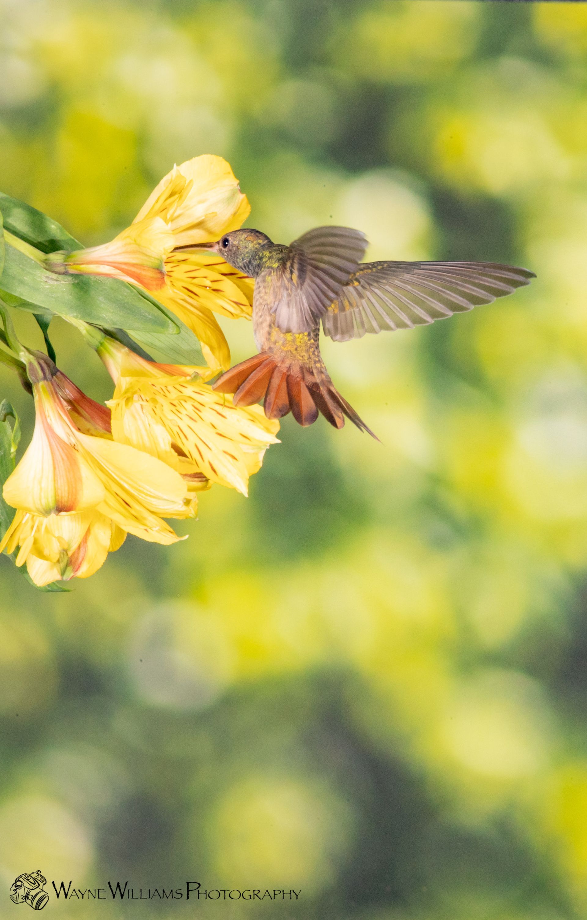 A hummingbird is flying over a yellow flower.