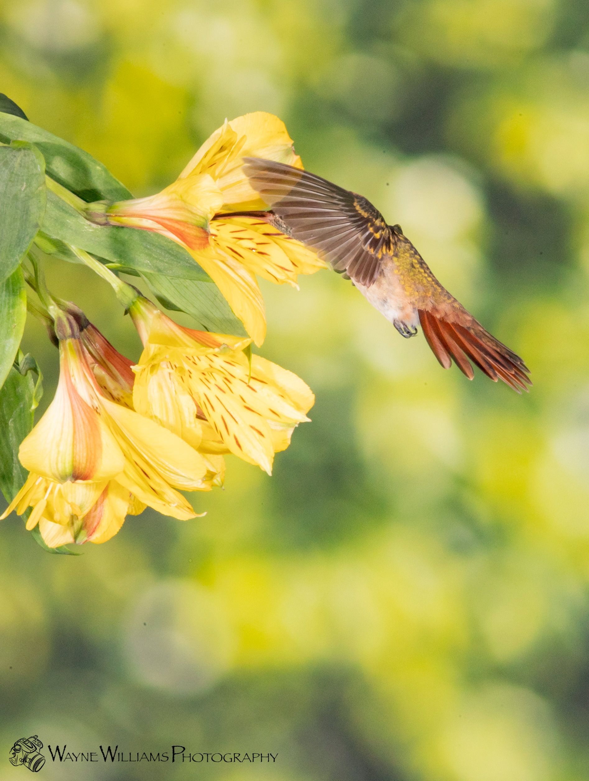 A hummingbird is flying over a yellow flower.