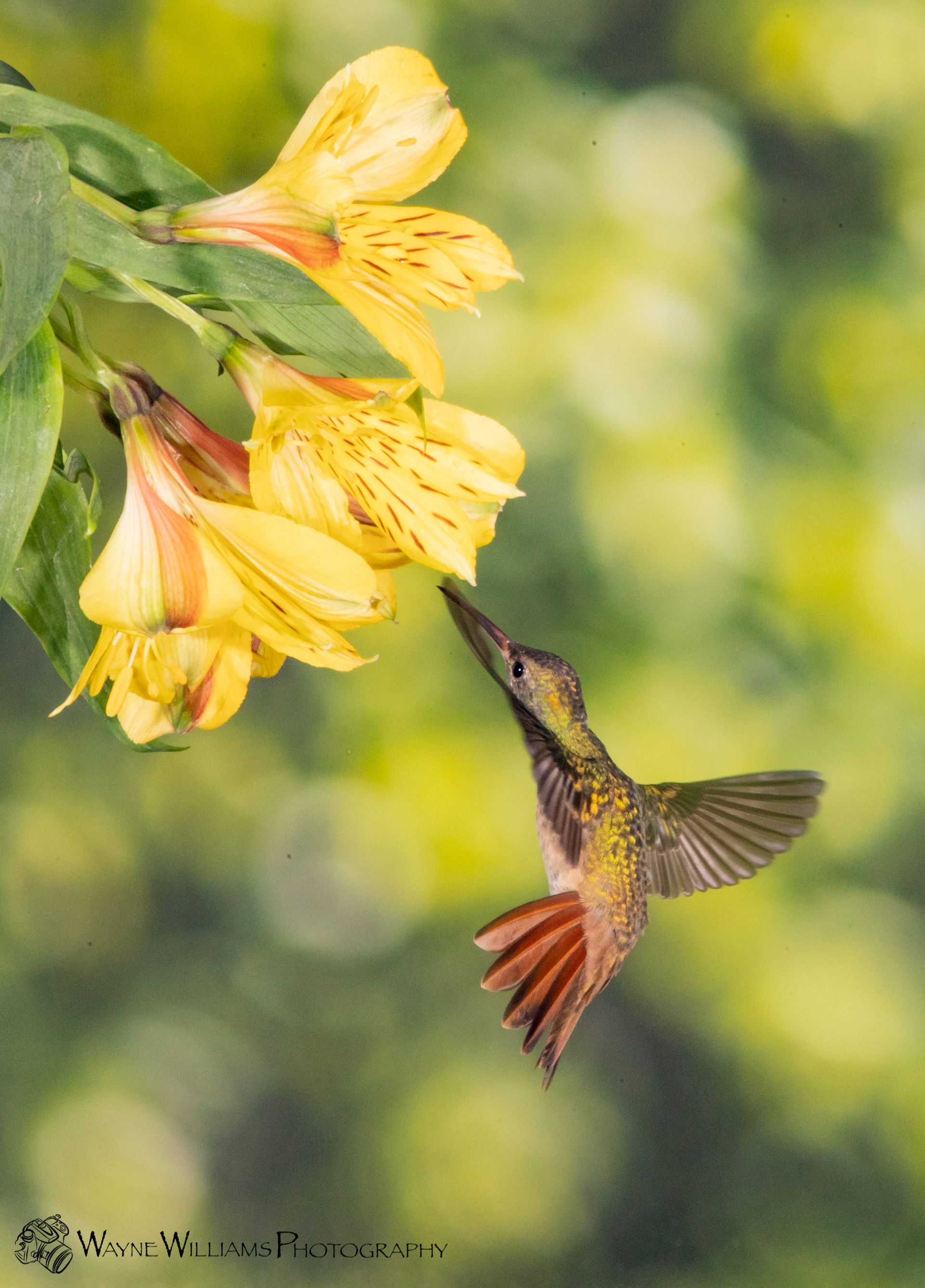 A hummingbird is flying towards a yellow flower.
