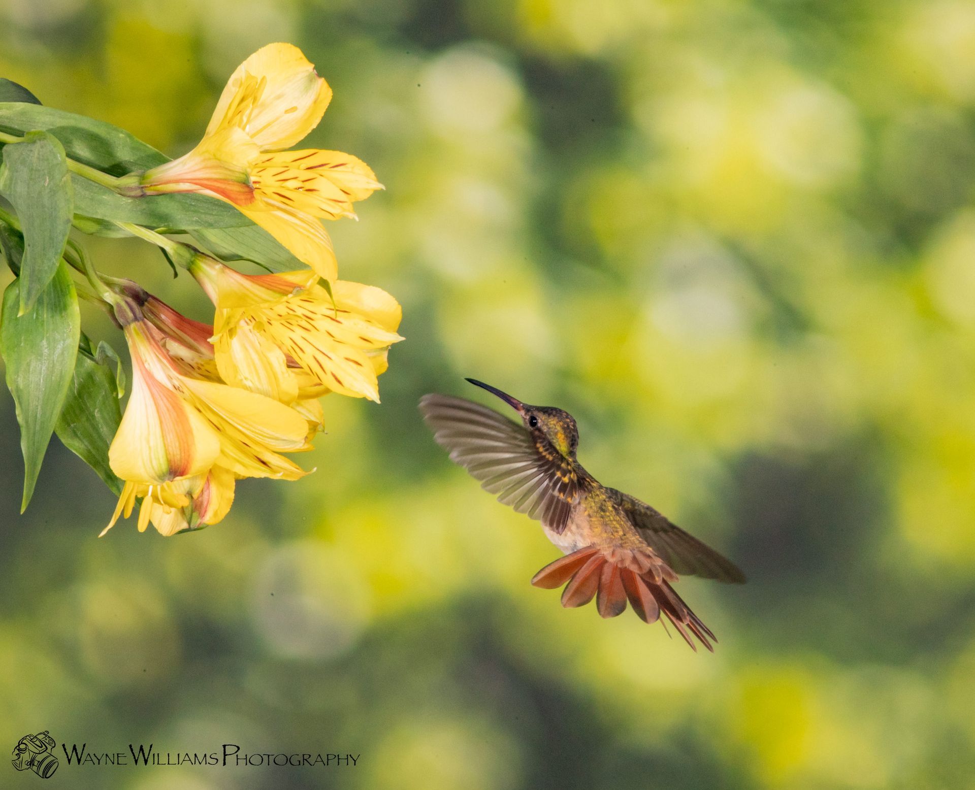 A hummingbird is flying towards a yellow flower.
