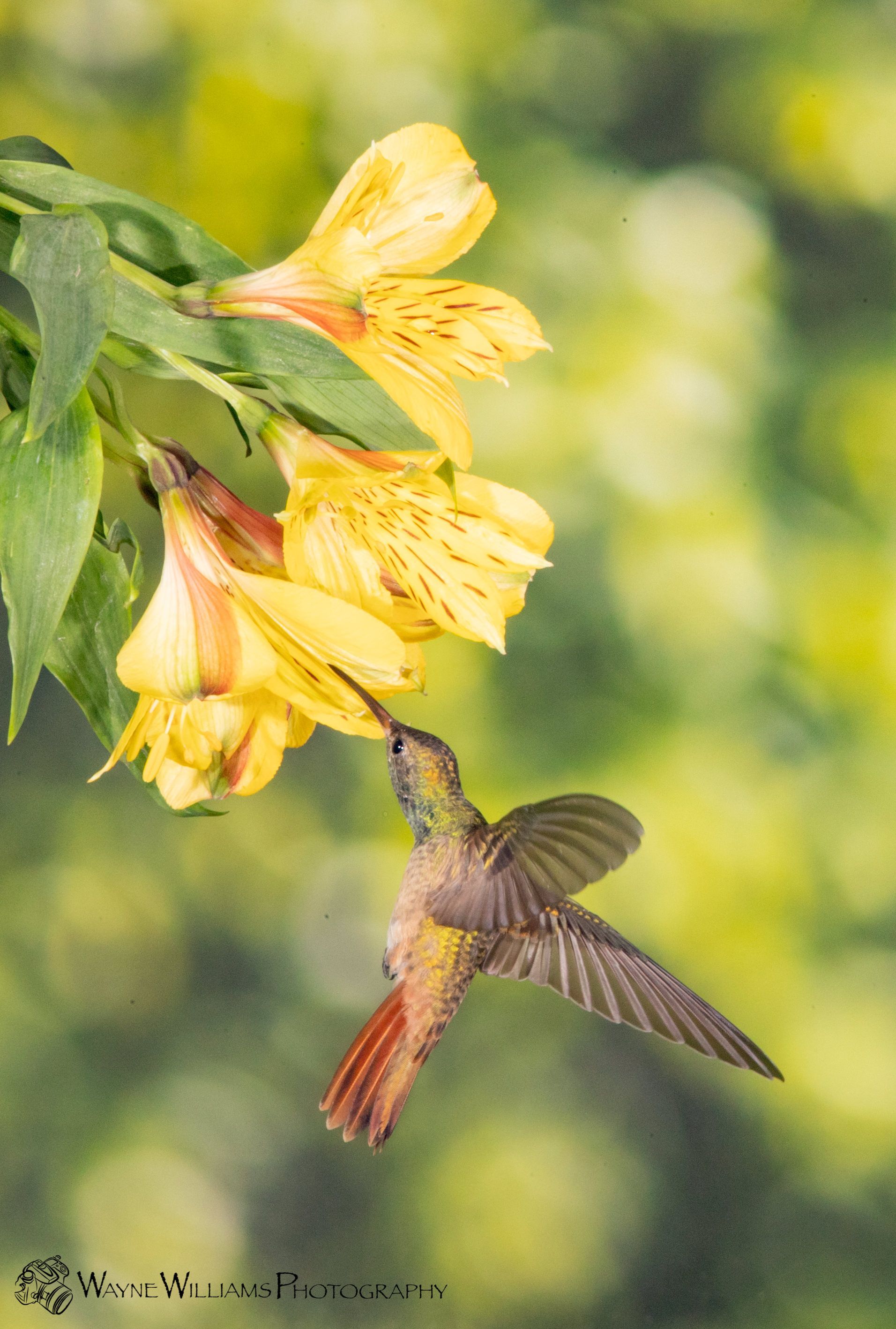 A hummingbird is perched on a yellow flower.