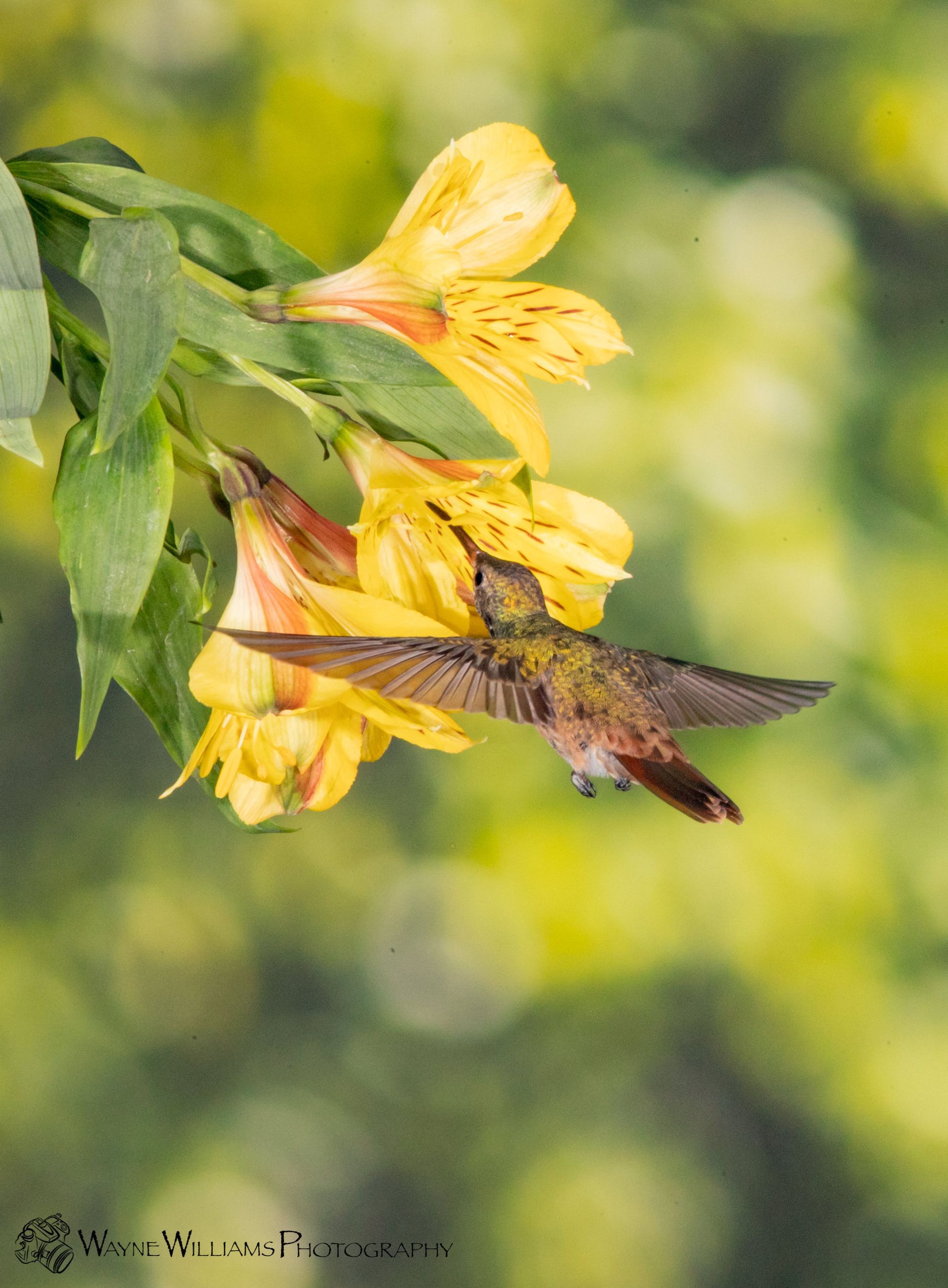 A hummingbird is sitting on a yellow flower.