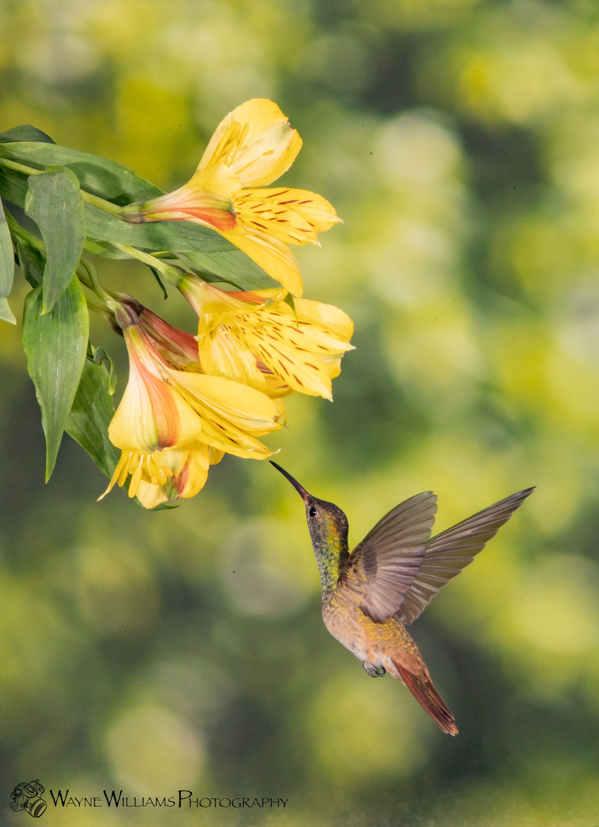 A hummingbird is eating a yellow flower from a tree branch.