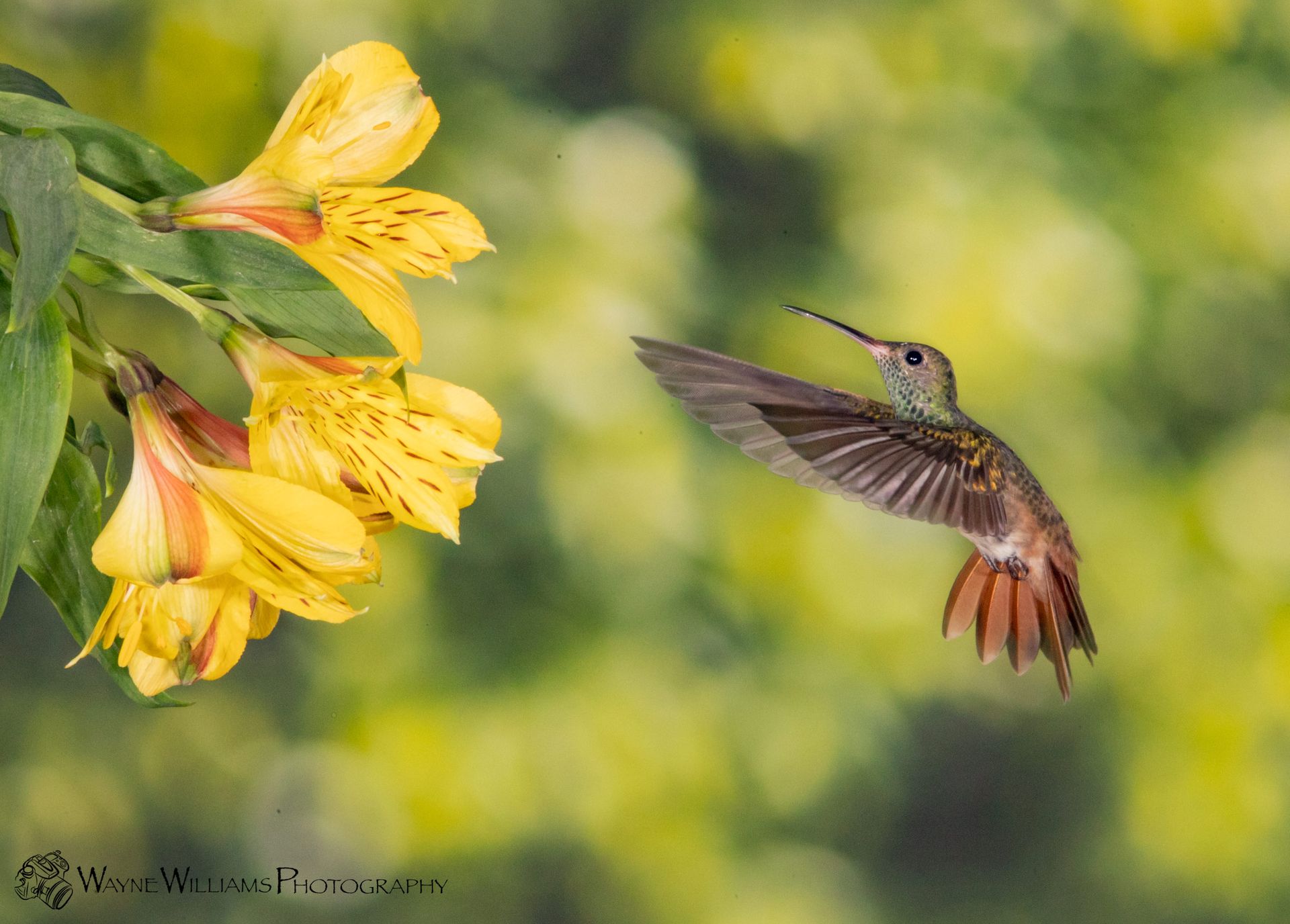 A hummingbird is flying near a bunch of yellow flowers.