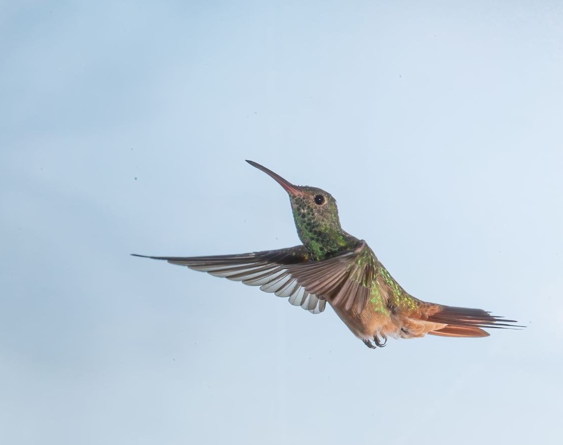 A hummingbird is flying next to a pink flower