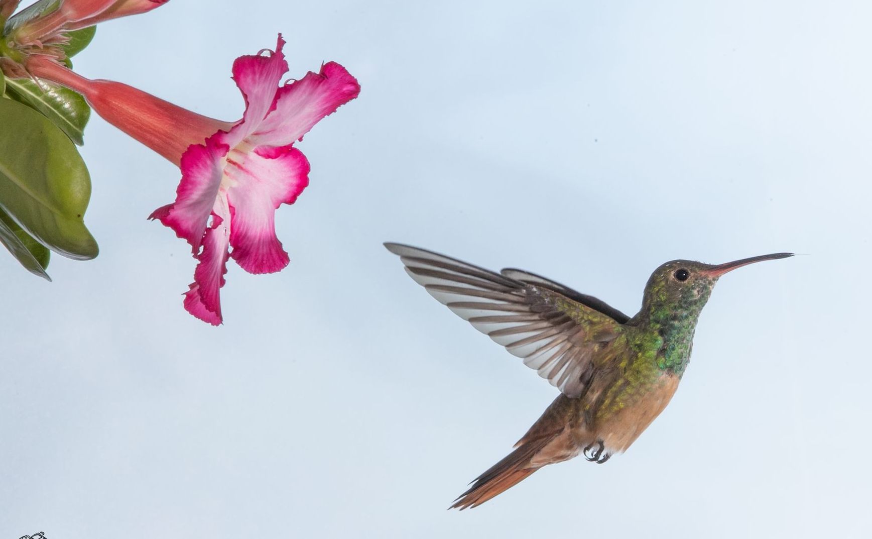 A hummingbird is flying near a pink flower