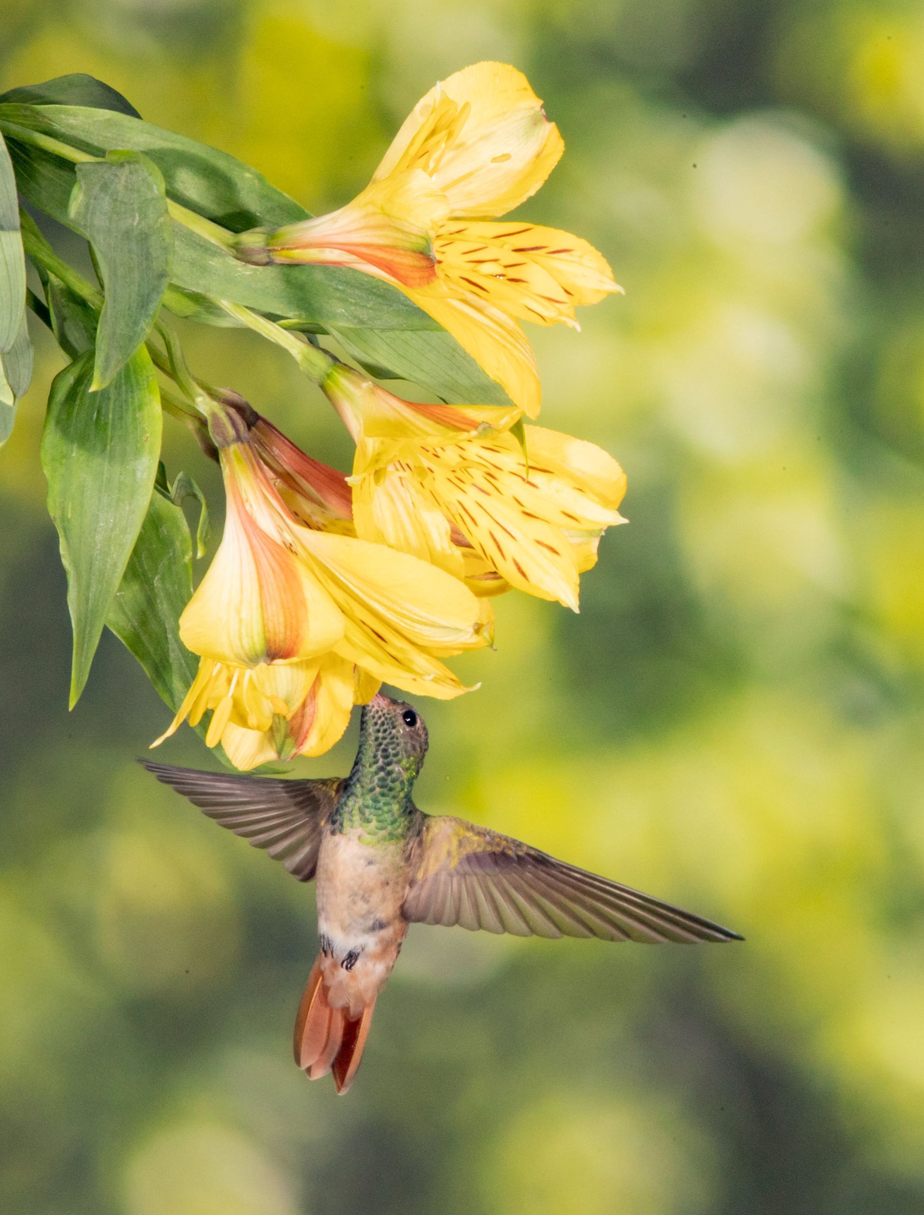 A hummingbird is perched on a branch with yellow flowers.