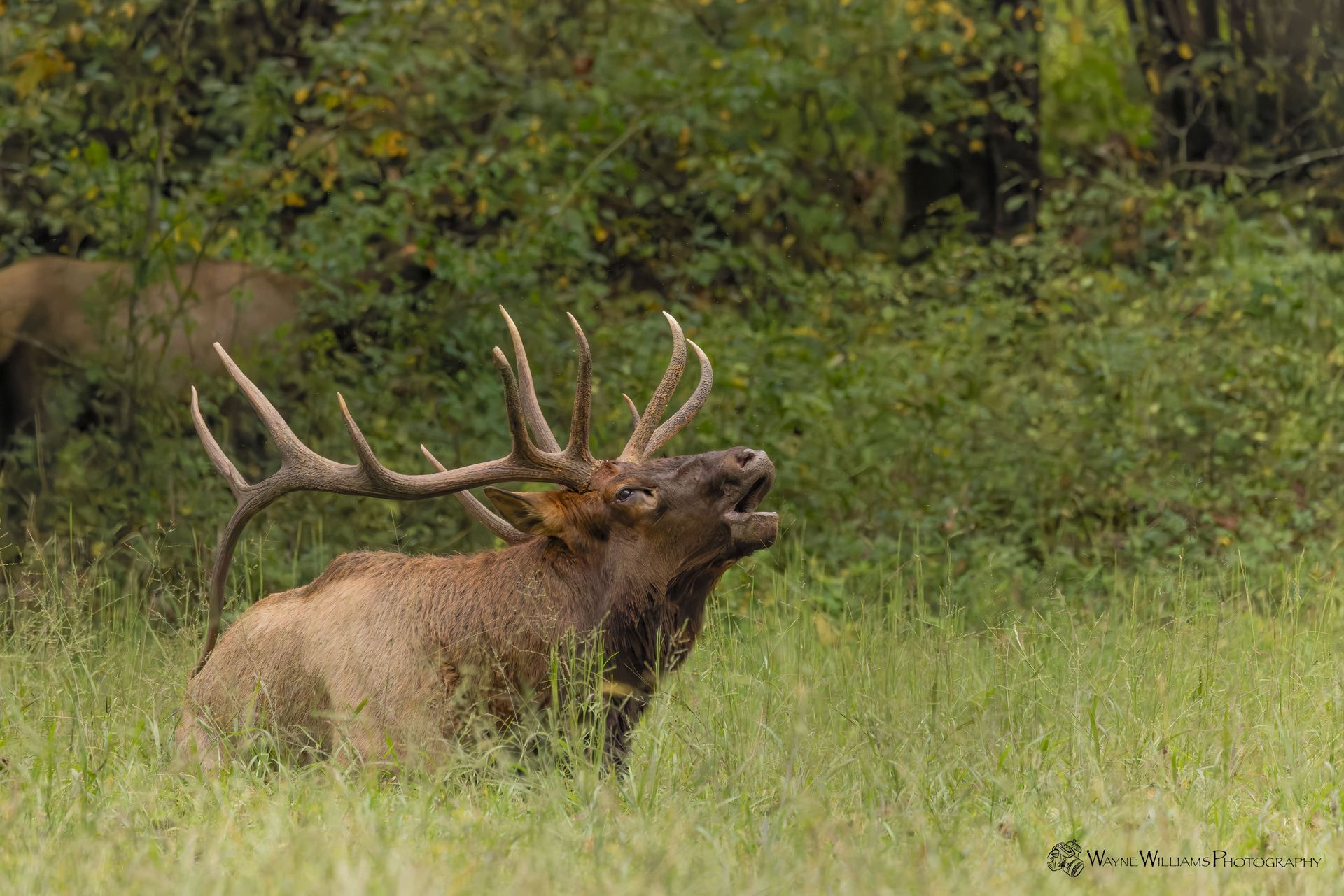 A large bull elk standing in a grassy field with its mouth open.