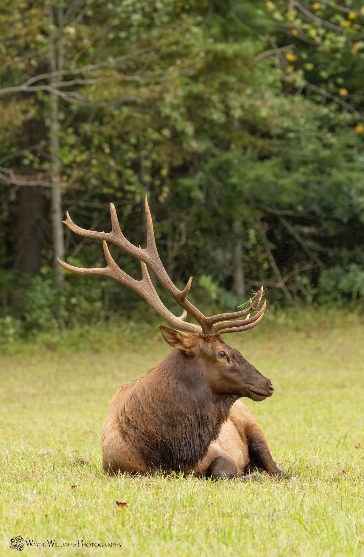A large elk is laying down in the grass in a field.