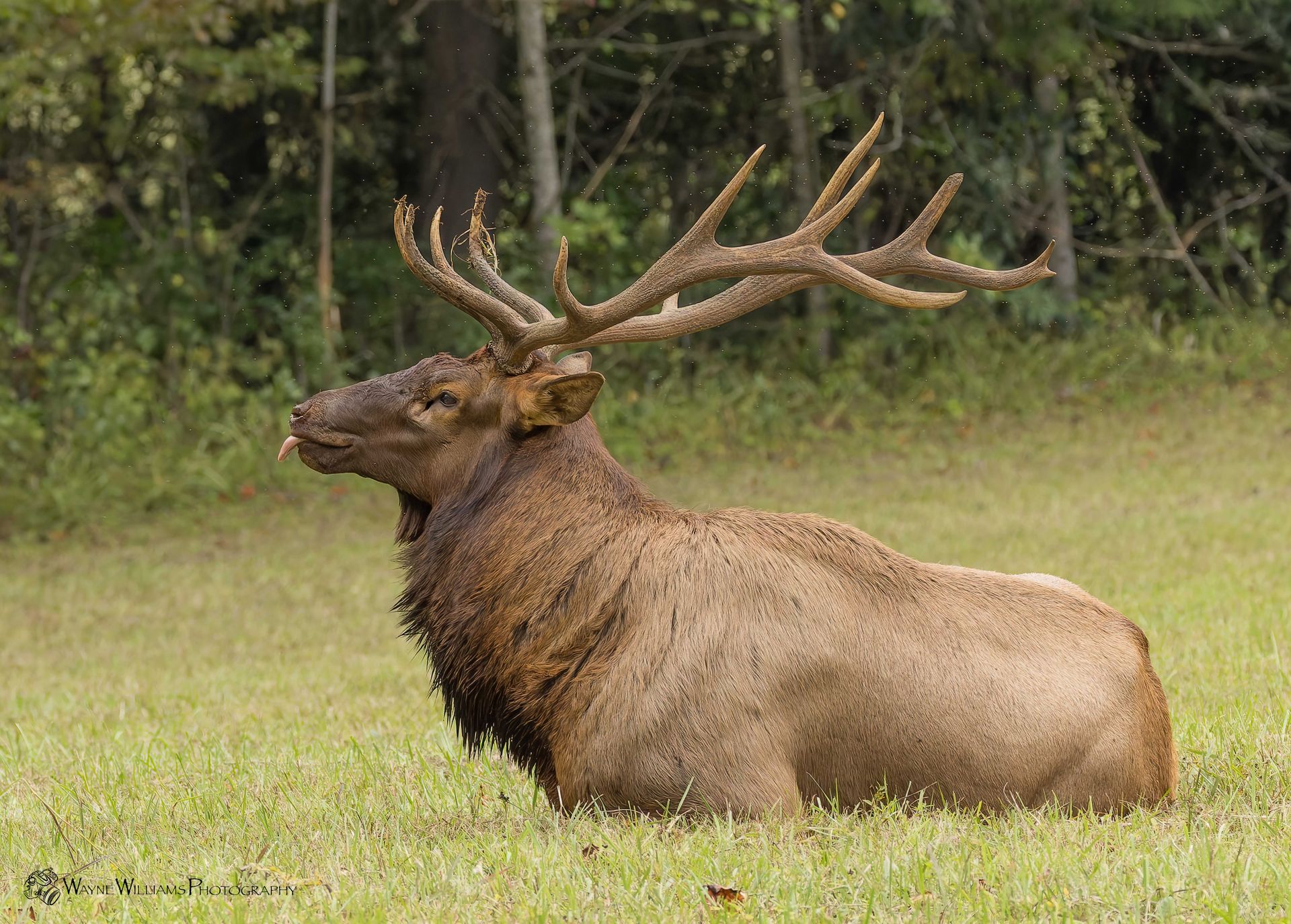 A large elk is laying down in the grass in a field.