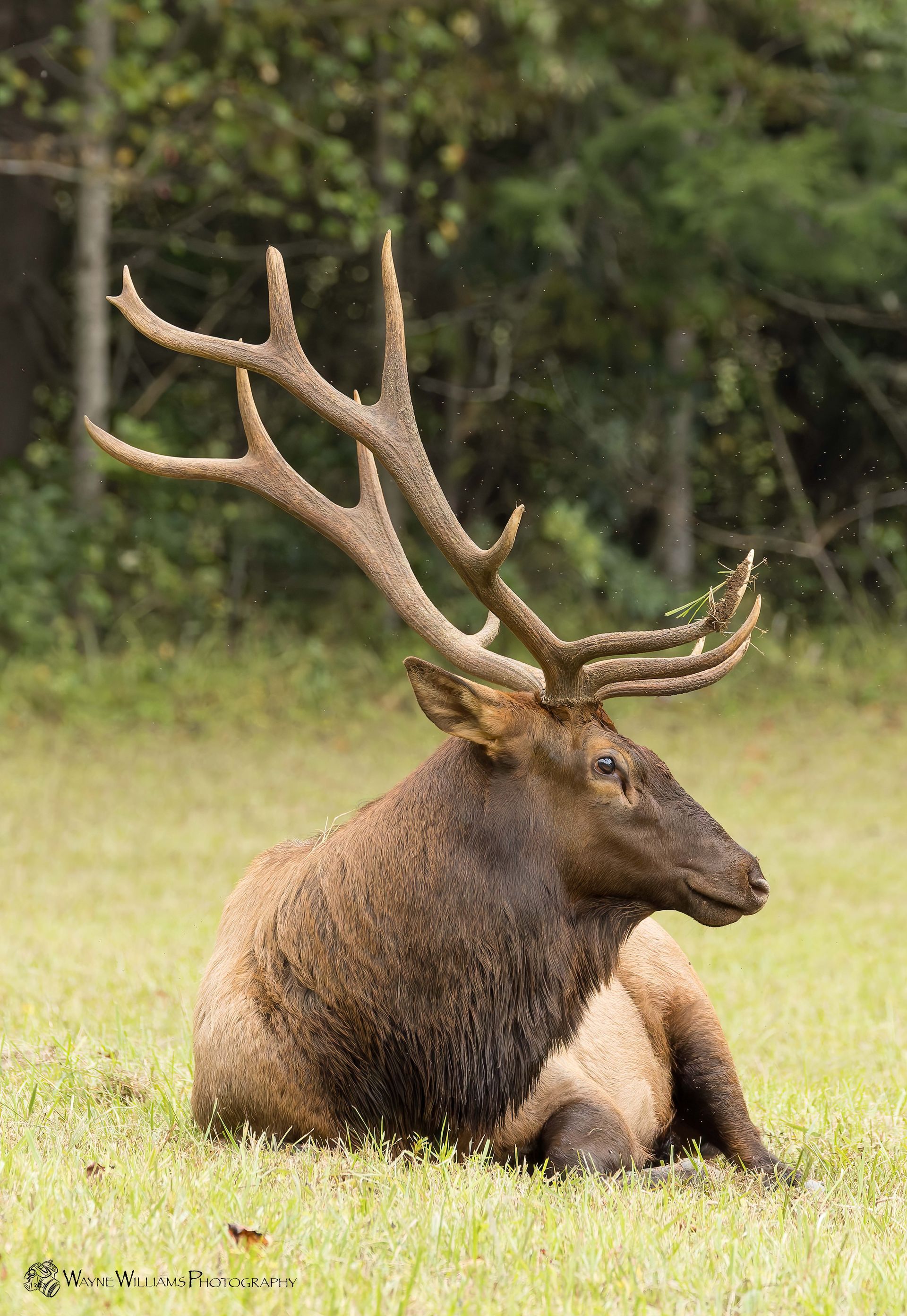 A large elk with antlers is laying down in the grass.