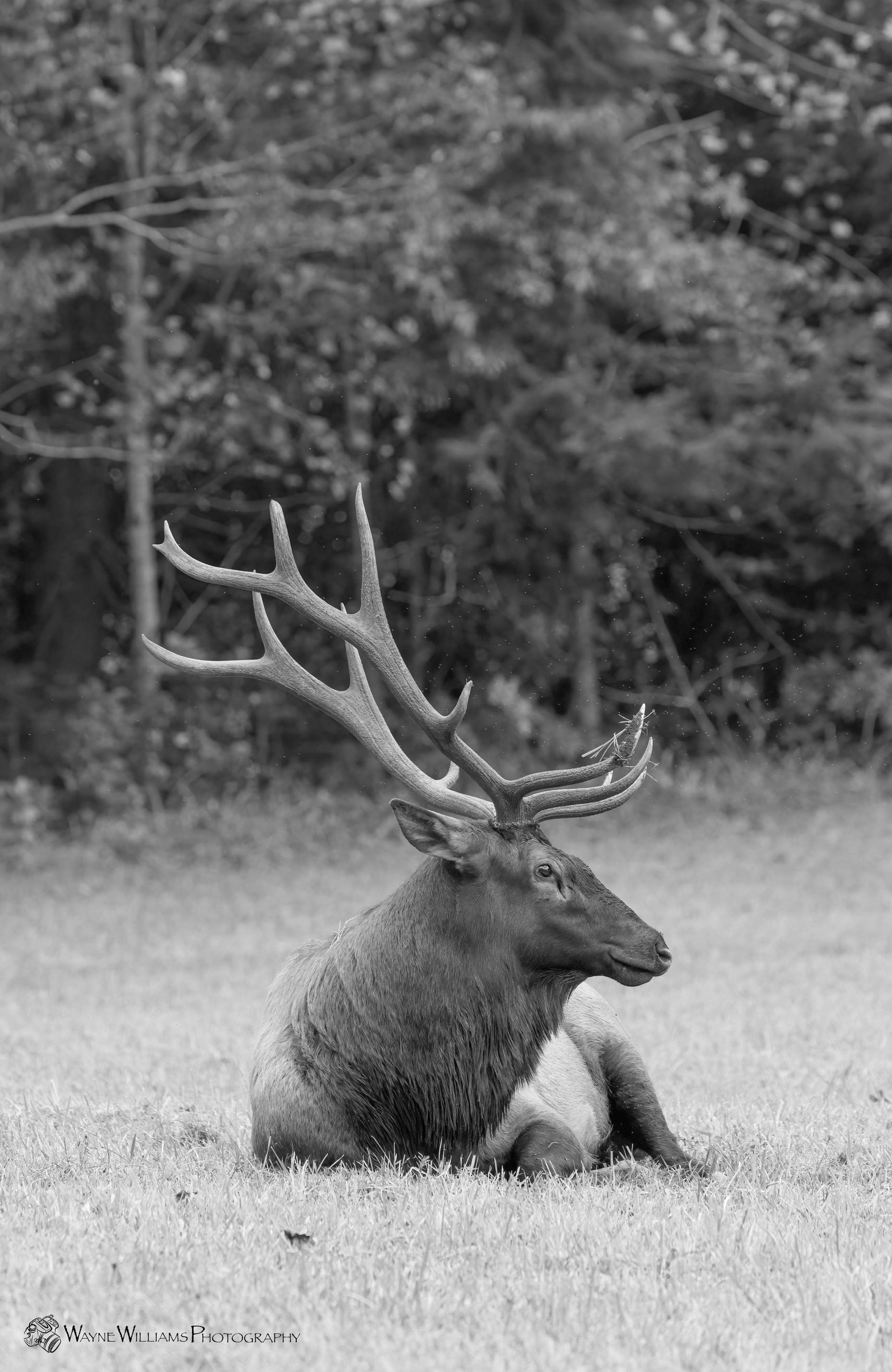 A black and white photo of an elk laying in the grass.