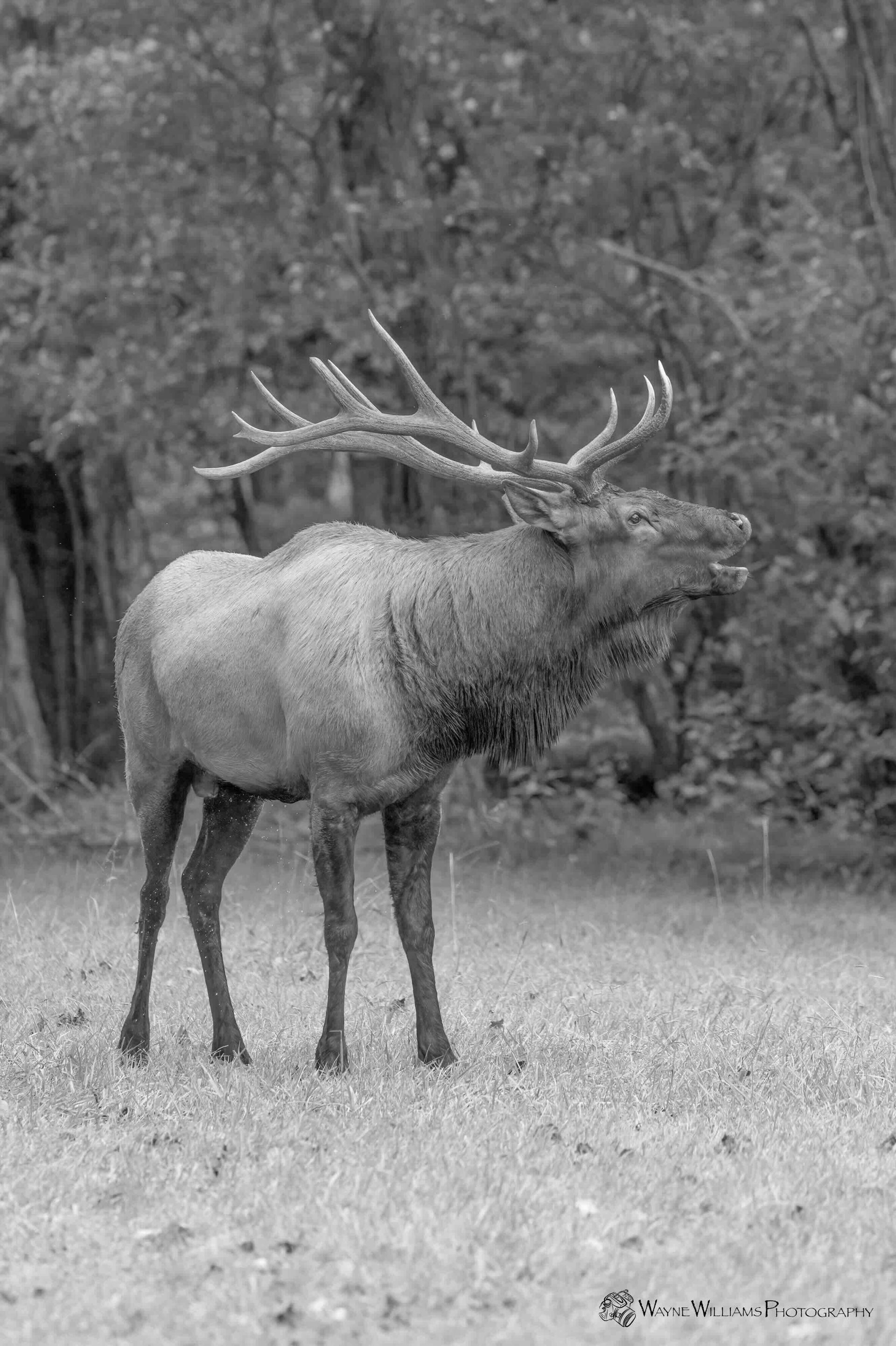 A black and white photo of an elk standing in a field.
