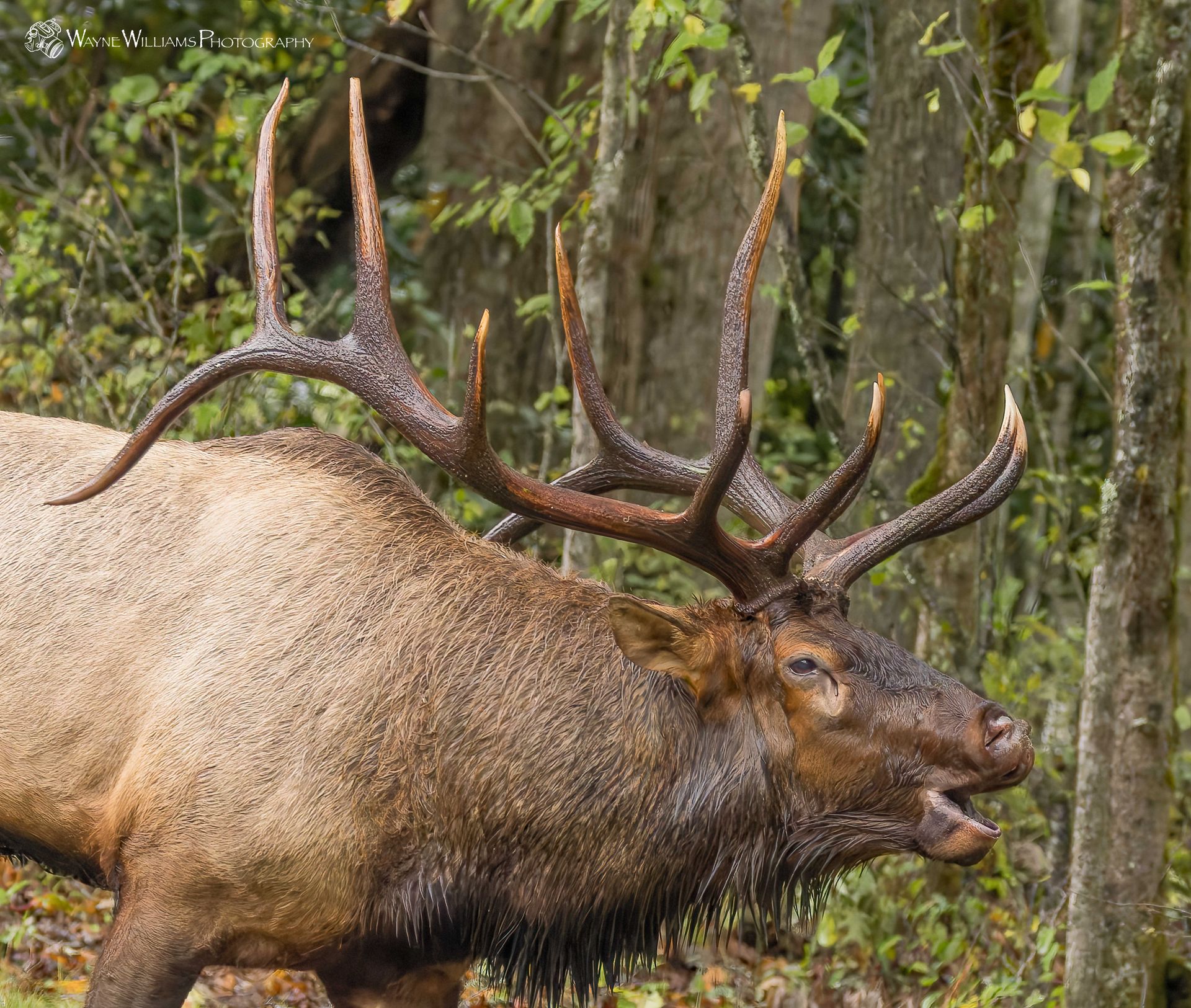 A large elk with antlers is standing in the woods with its mouth open.