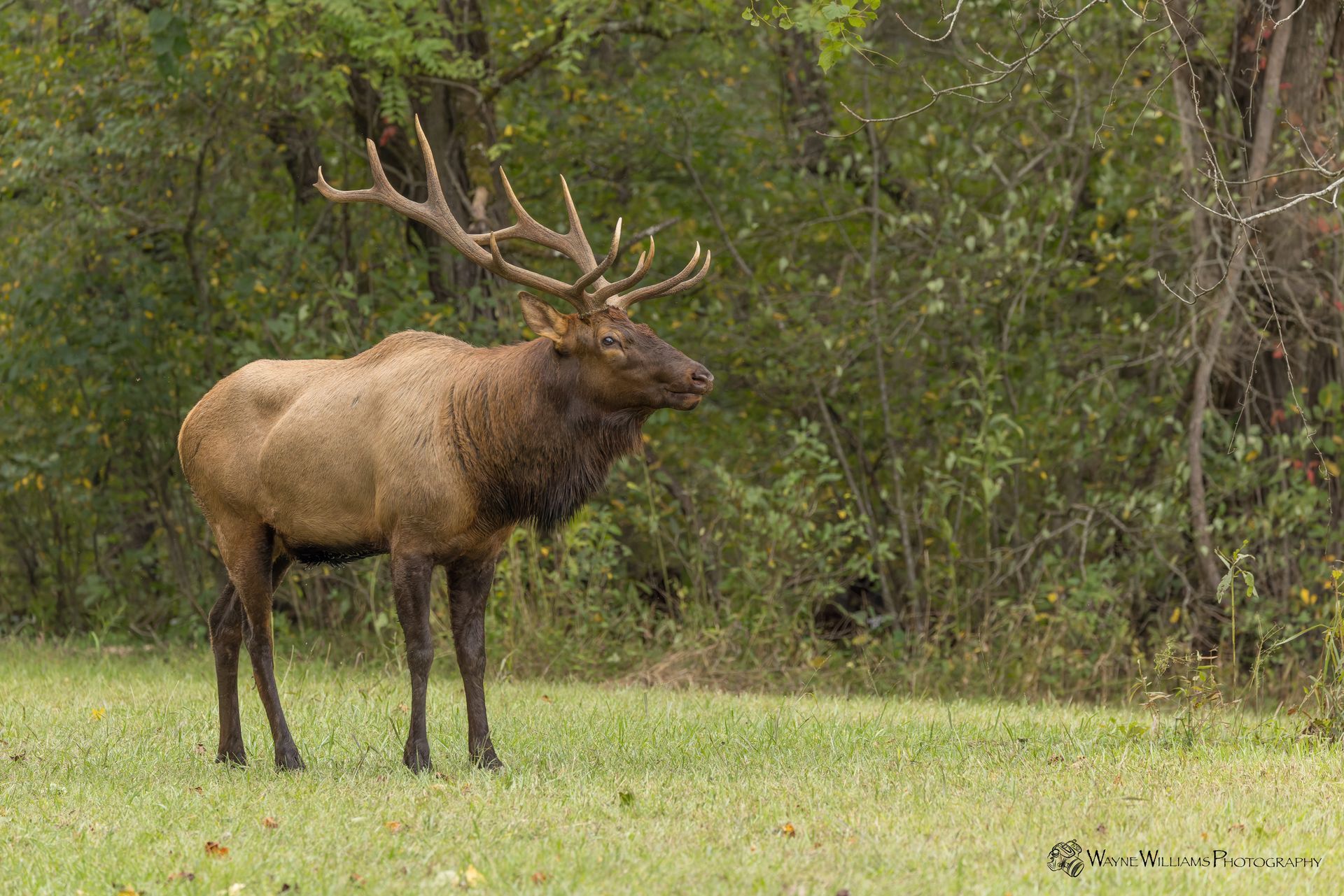 A large elk with antlers is standing in a grassy field.