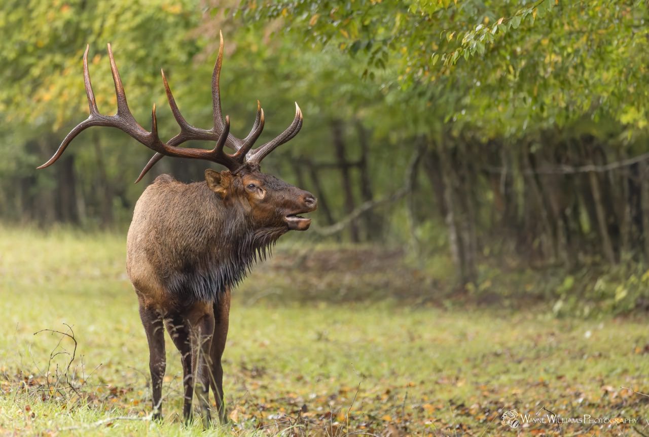 A large elk with antlers is standing in a field in the woods.