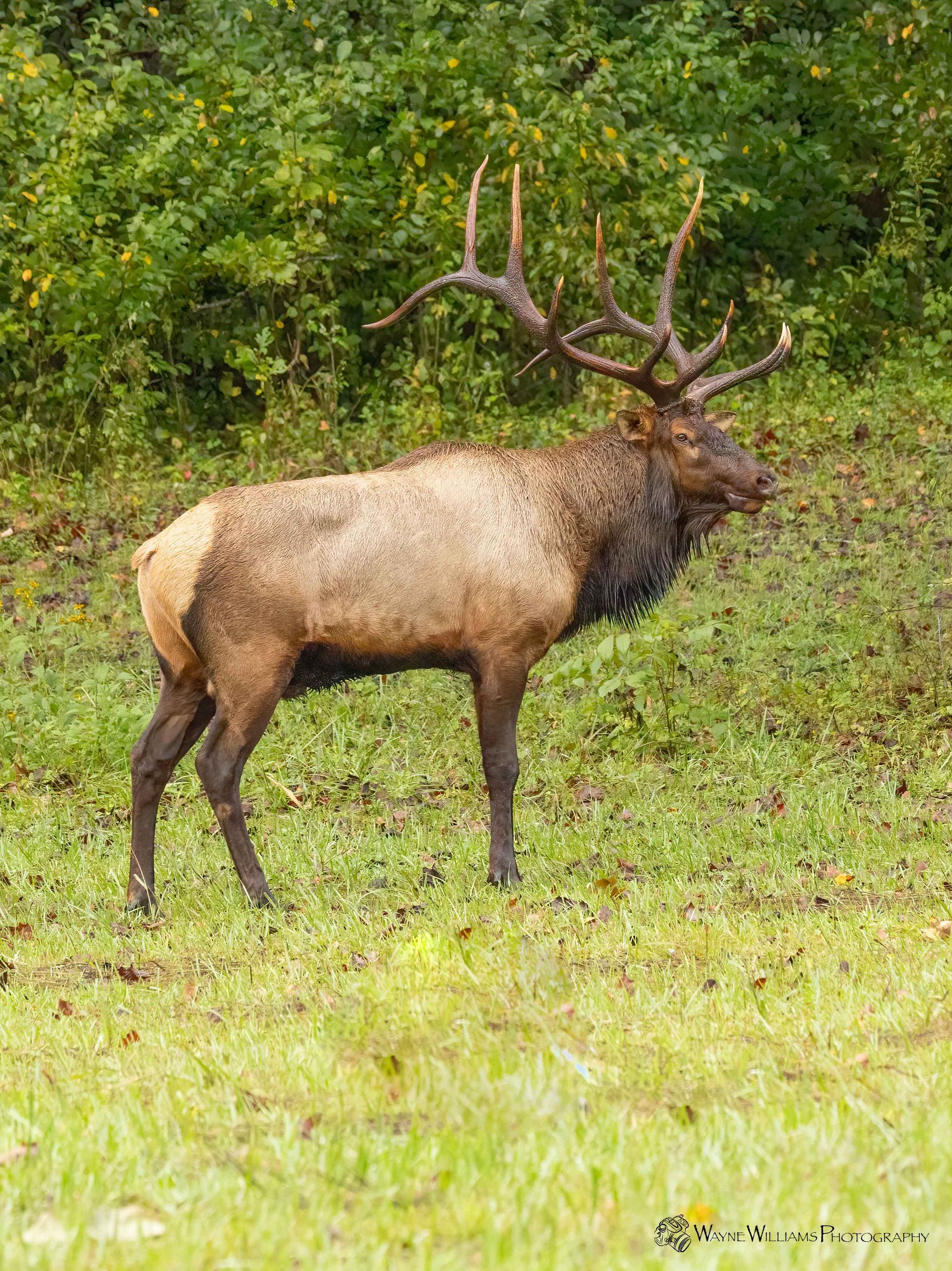 A large elk with antlers is standing in a grassy field.