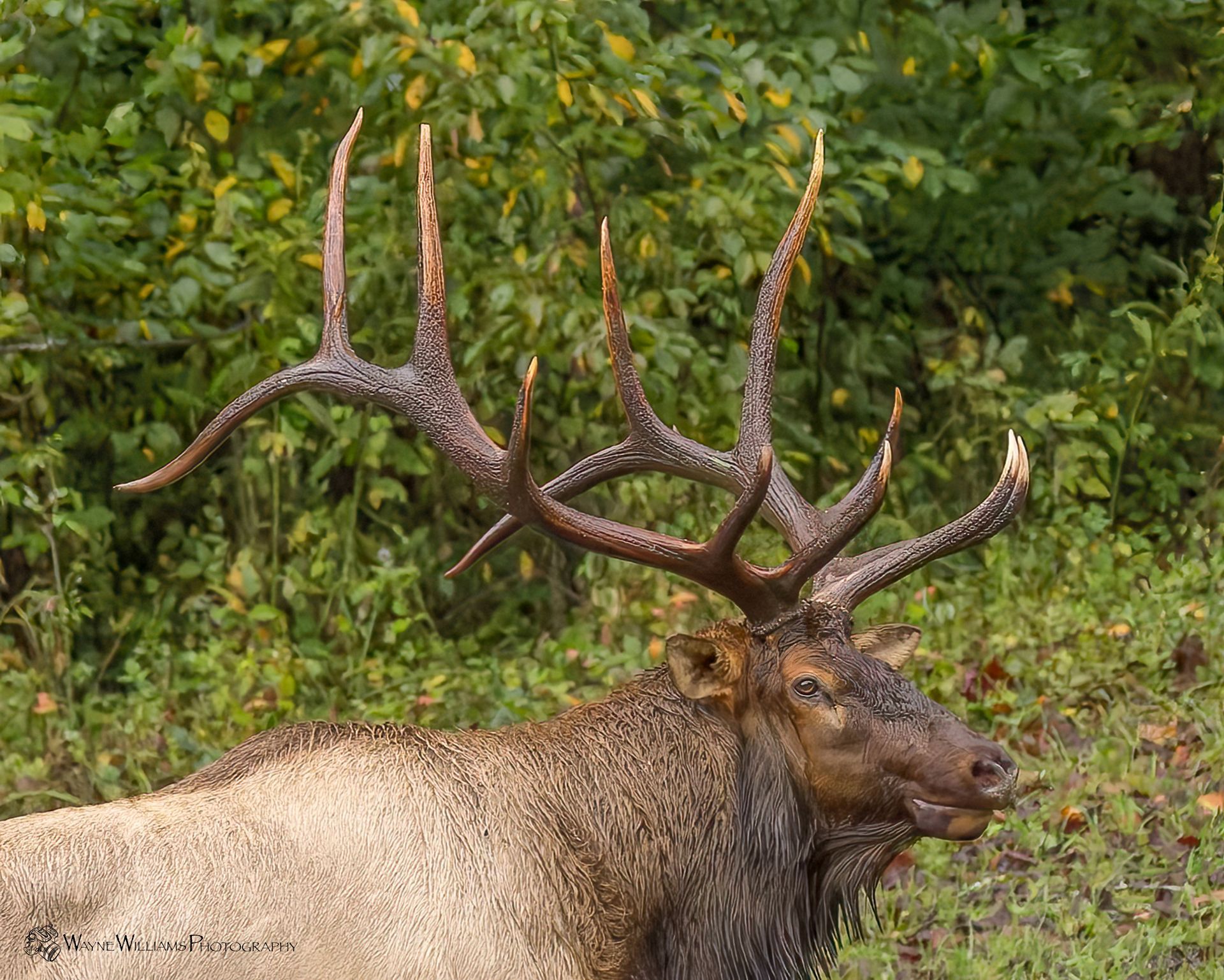 A large elk with a lot of antlers is standing in the grass.