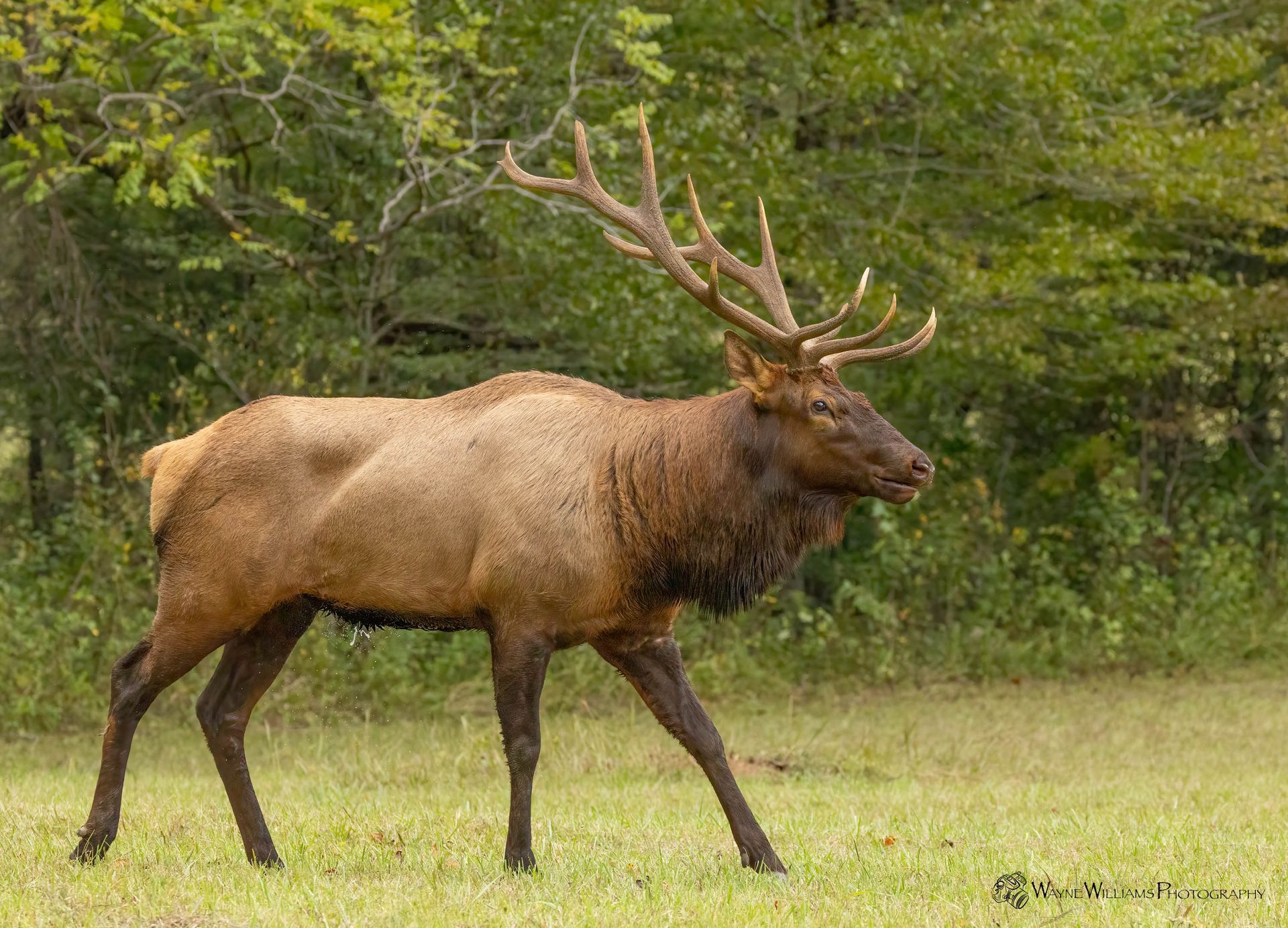 A large elk with antlers is walking through a grassy field.