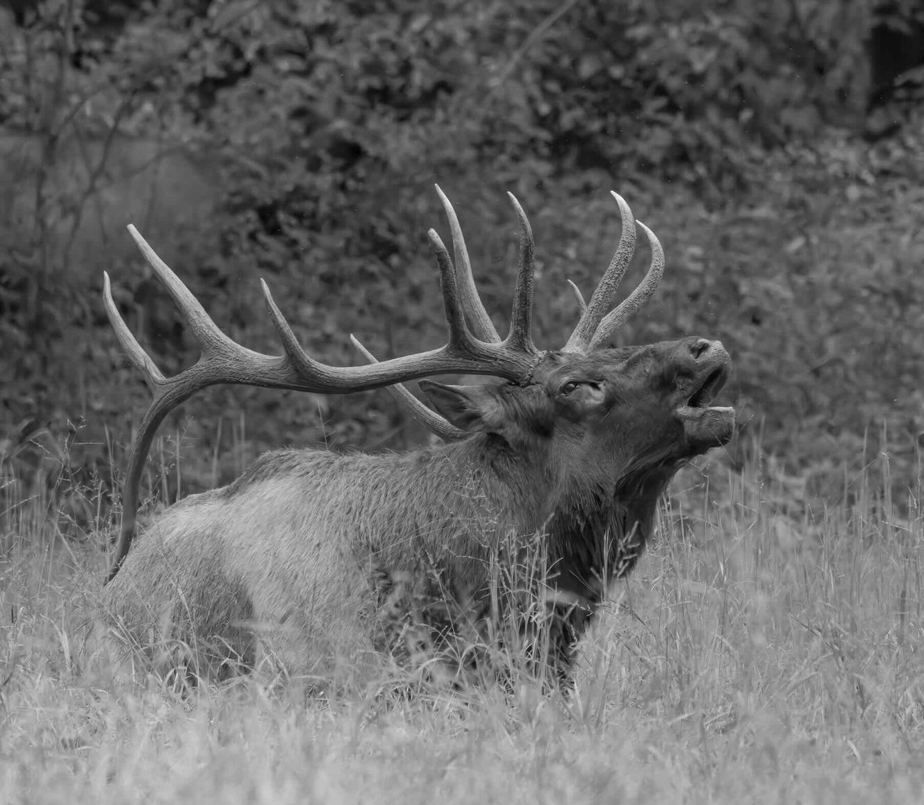 A black and white photo of a deer standing in a field with its mouth open.