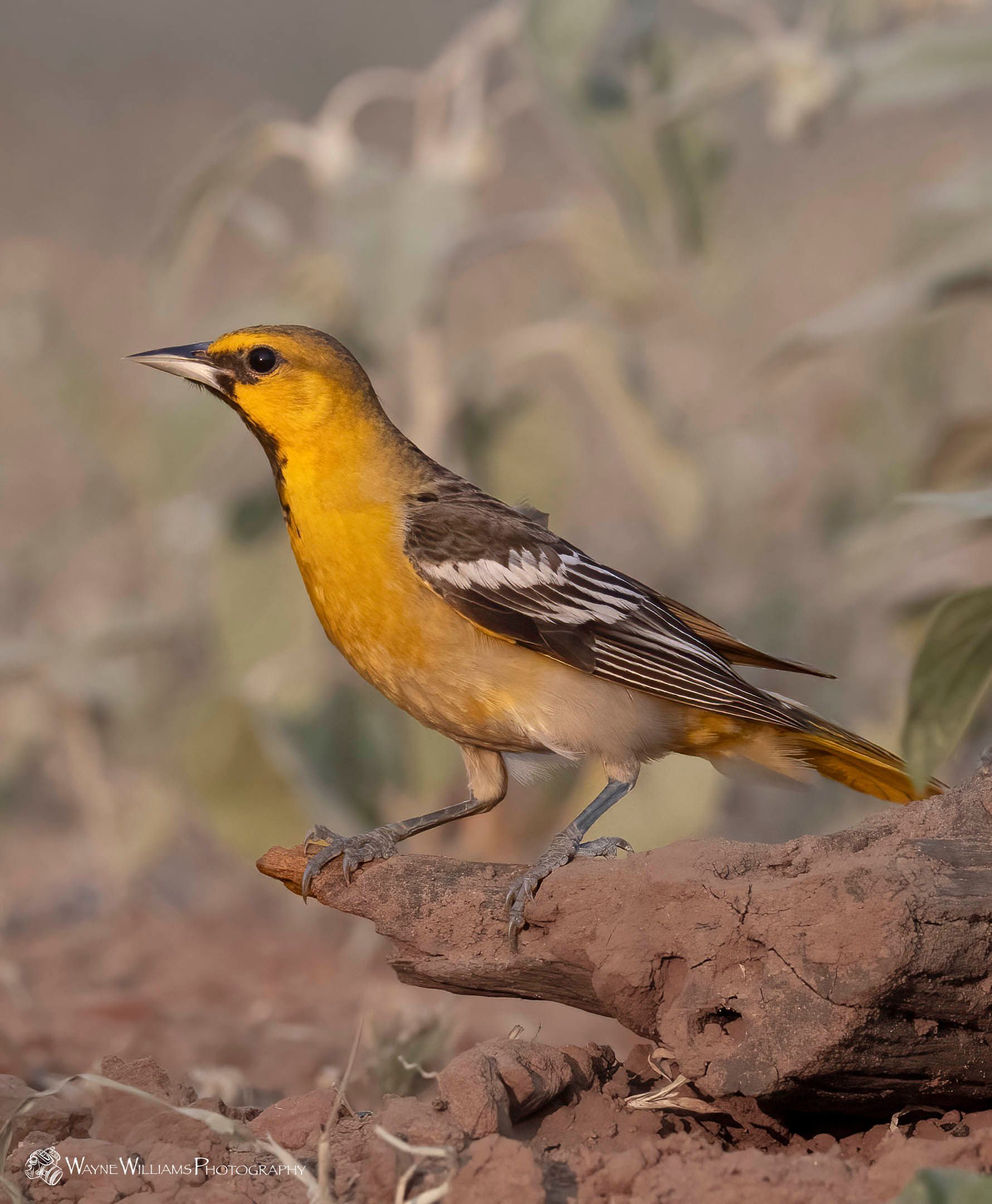 A small yellow and black bird is perched on a rock.