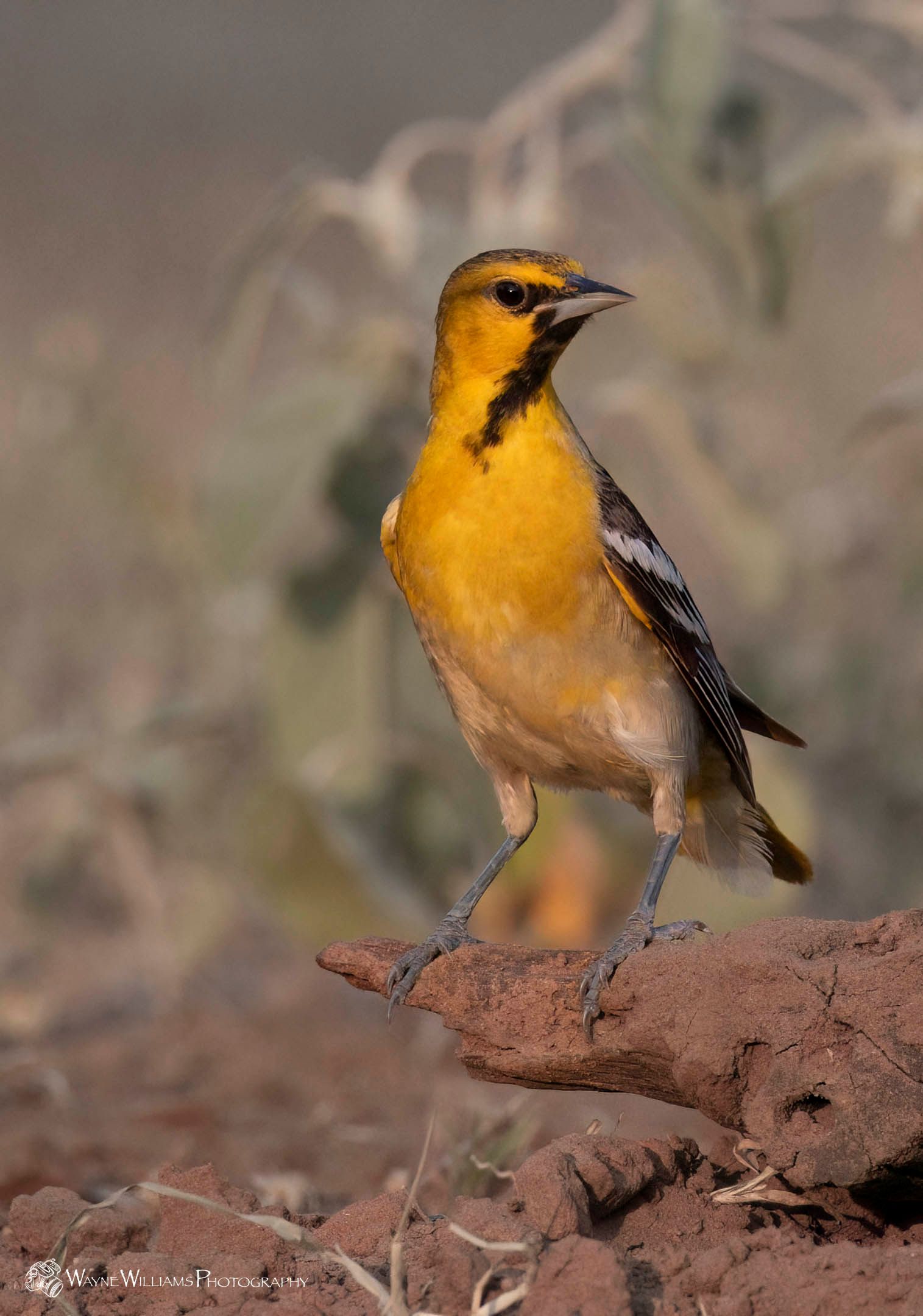 A small yellow bird is perched on a rock in the dirt.