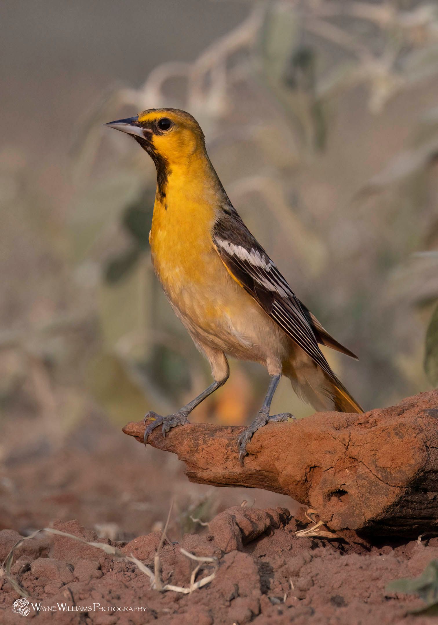 A small yellow and black bird is perched on a rock.
