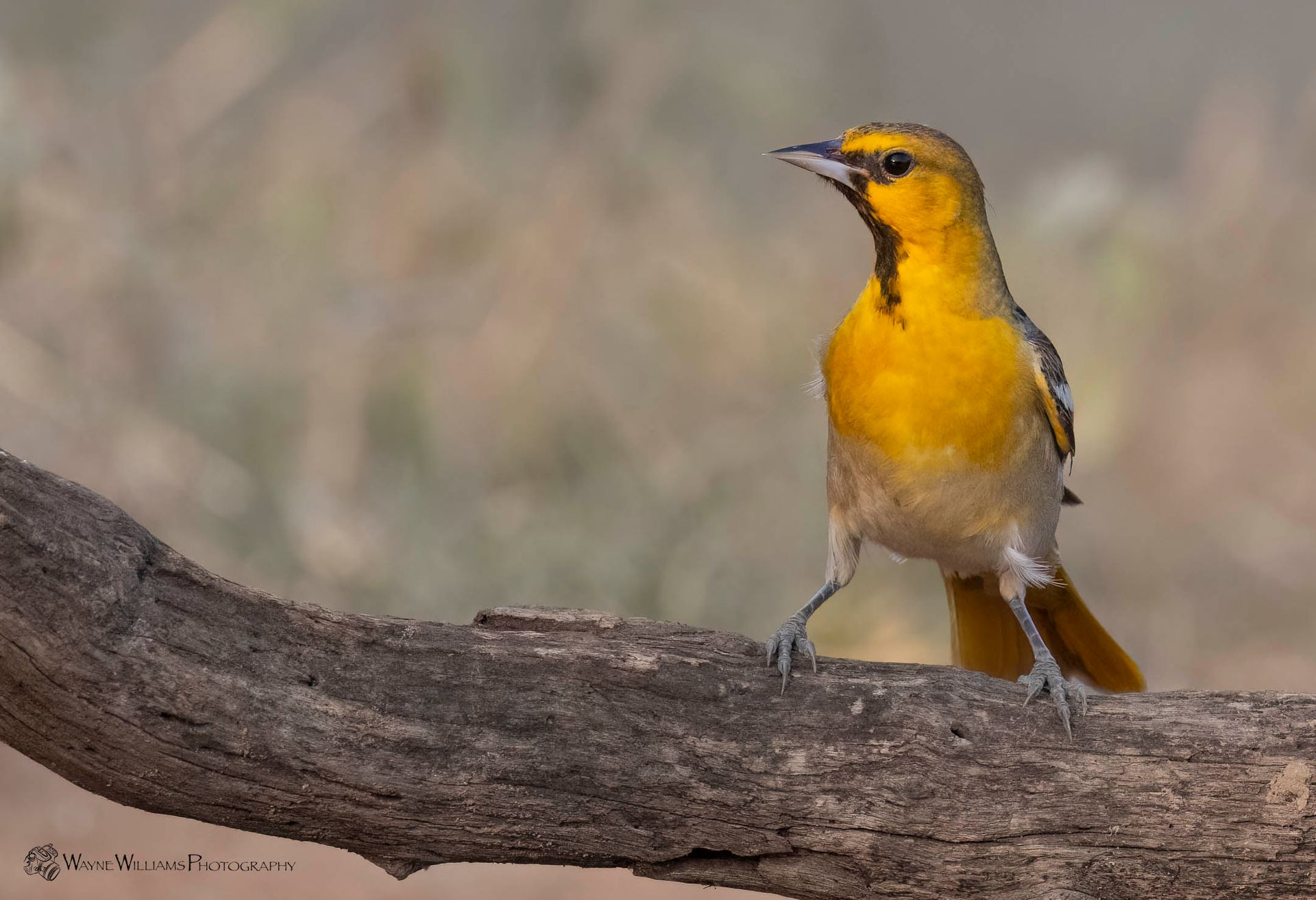 A small yellow bird perched on a tree branch