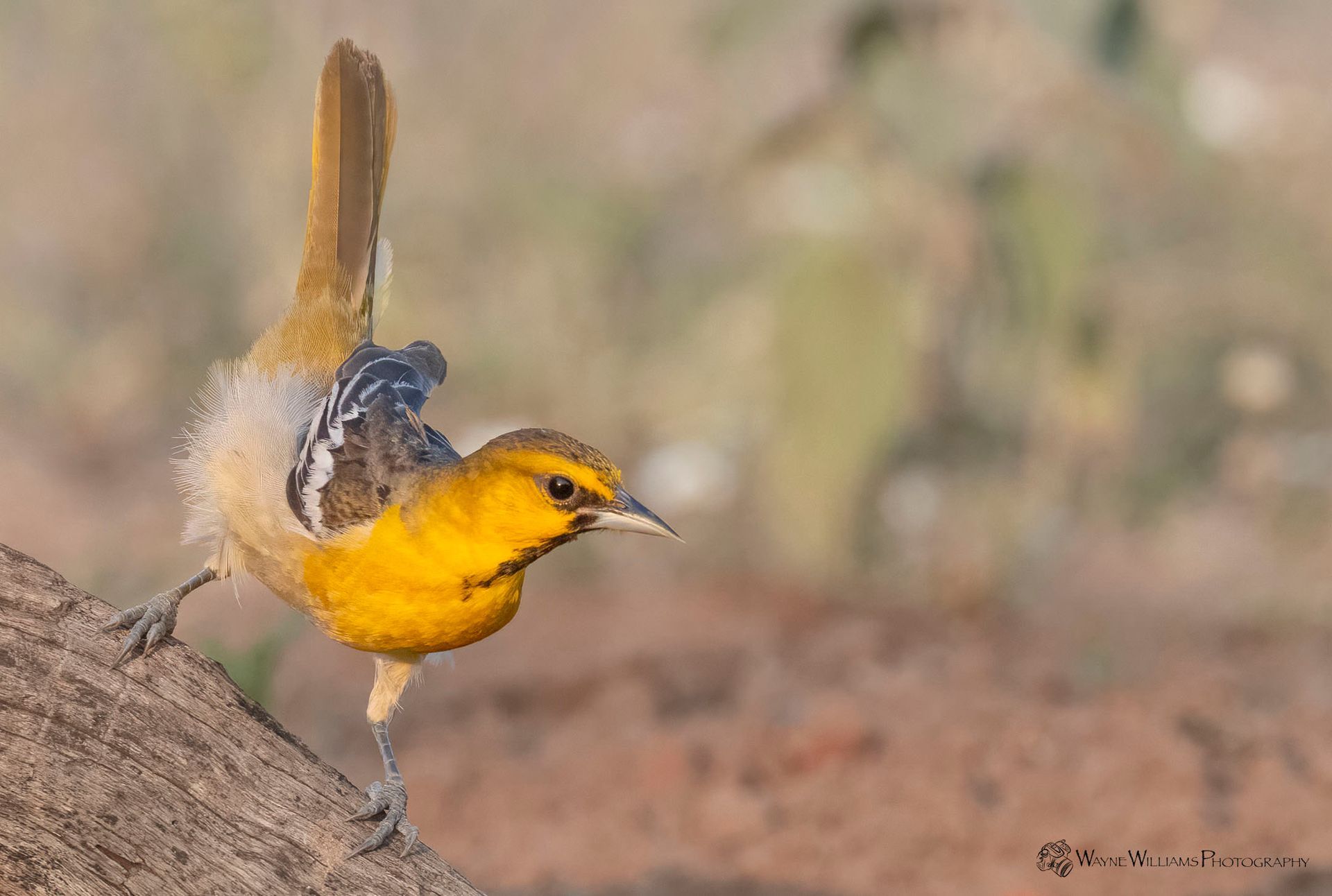 A small yellow and brown bird is perched on a rock.