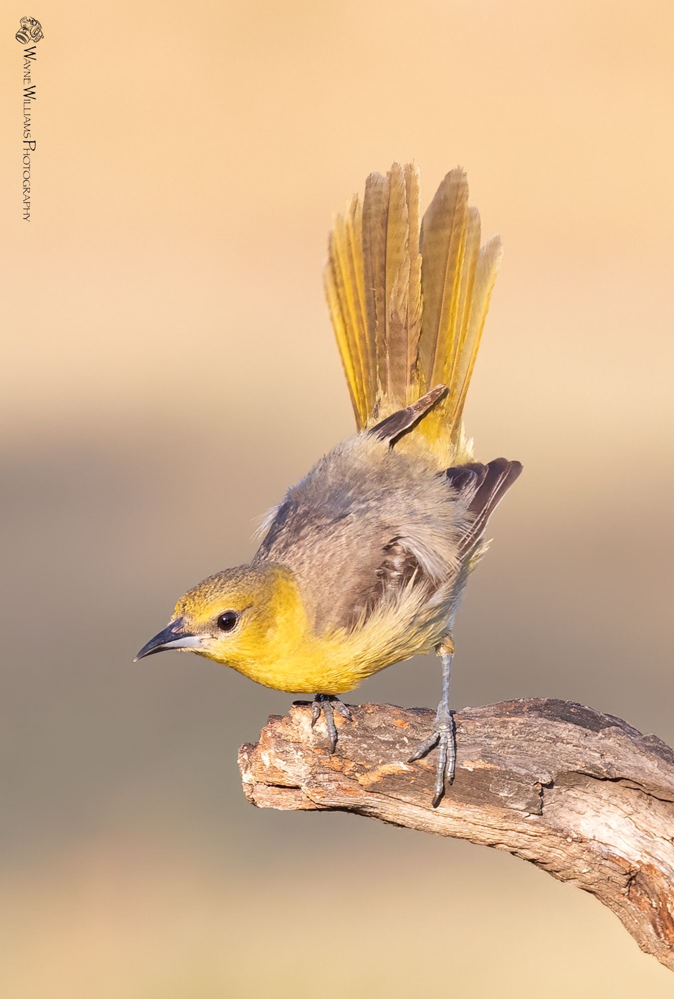 A small yellow bird perched on a branch.