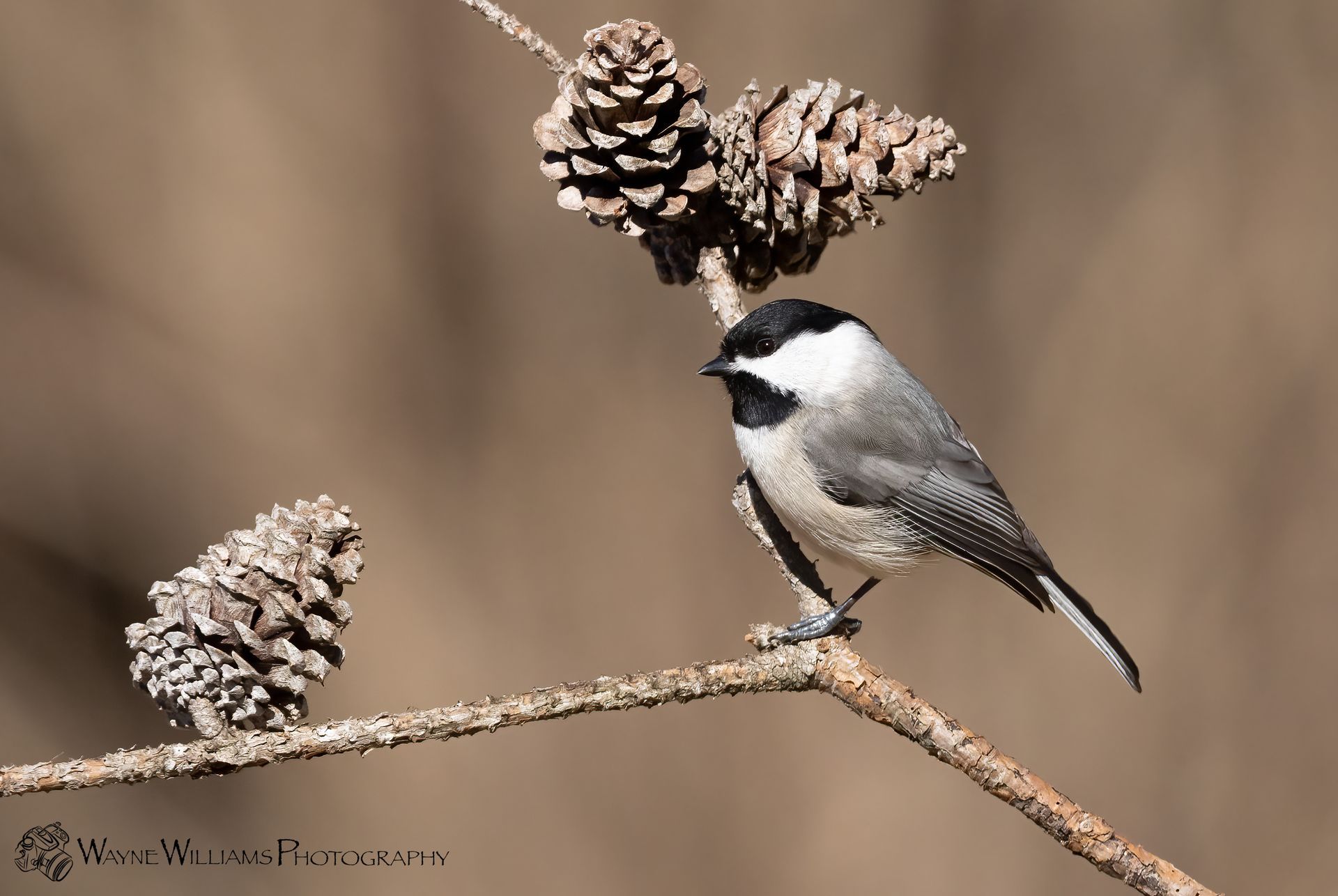 A small bird perched on a branch next to pine cones.
