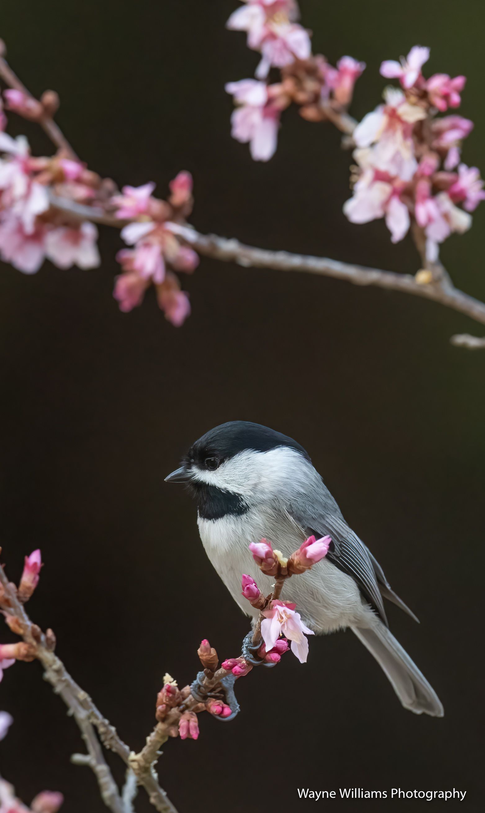 A small bird perched on a branch with pink flowers