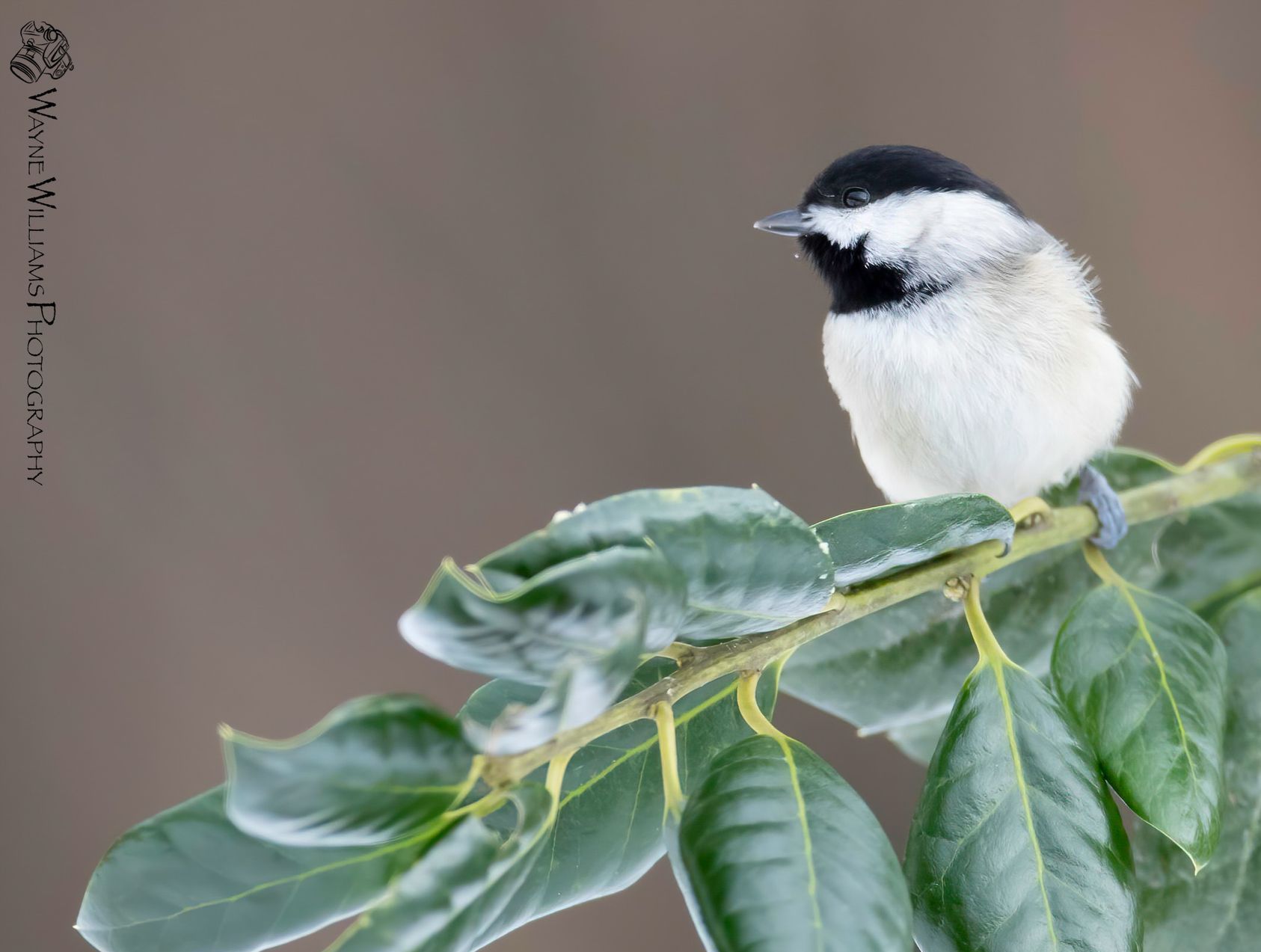 A small bird perched on a branch with green leaves.