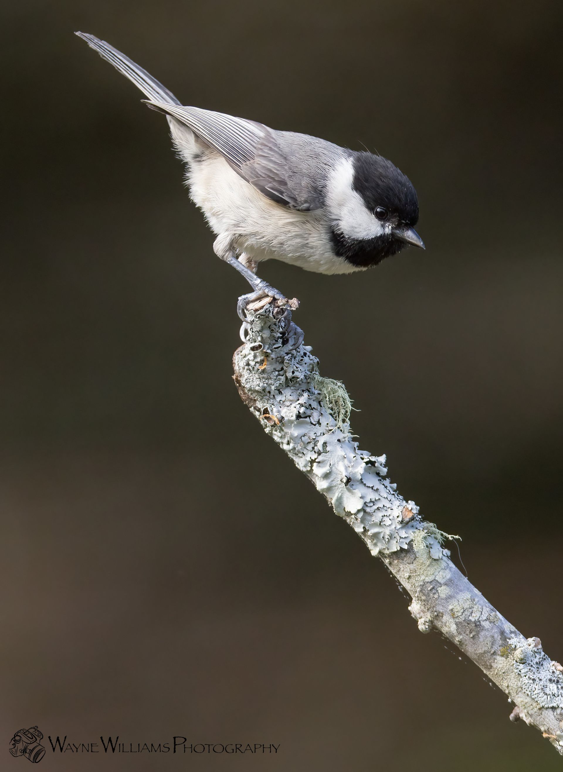 A small bird perched on a branch with lichen on it.