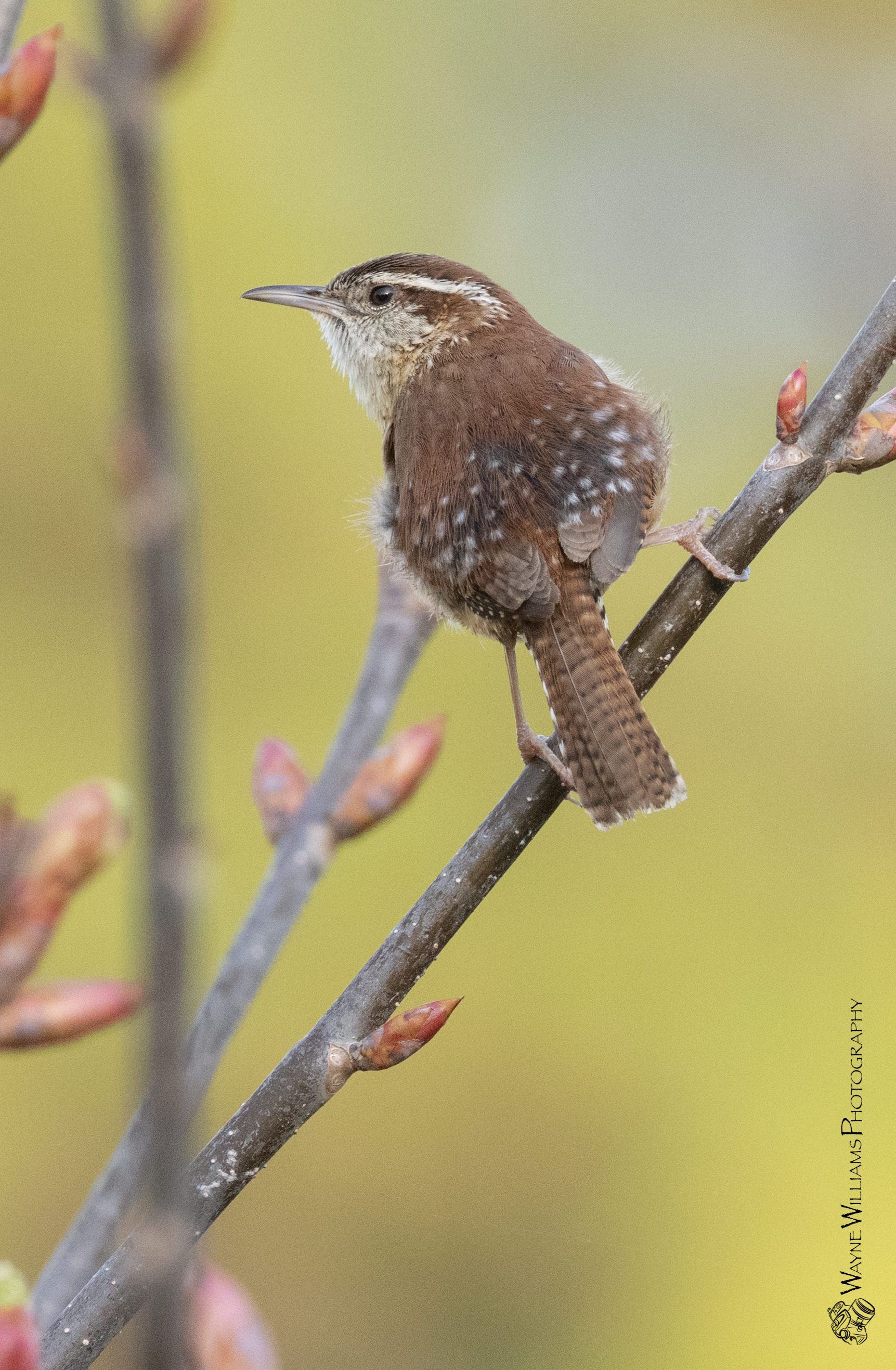 A small brown bird perched on a tree branch