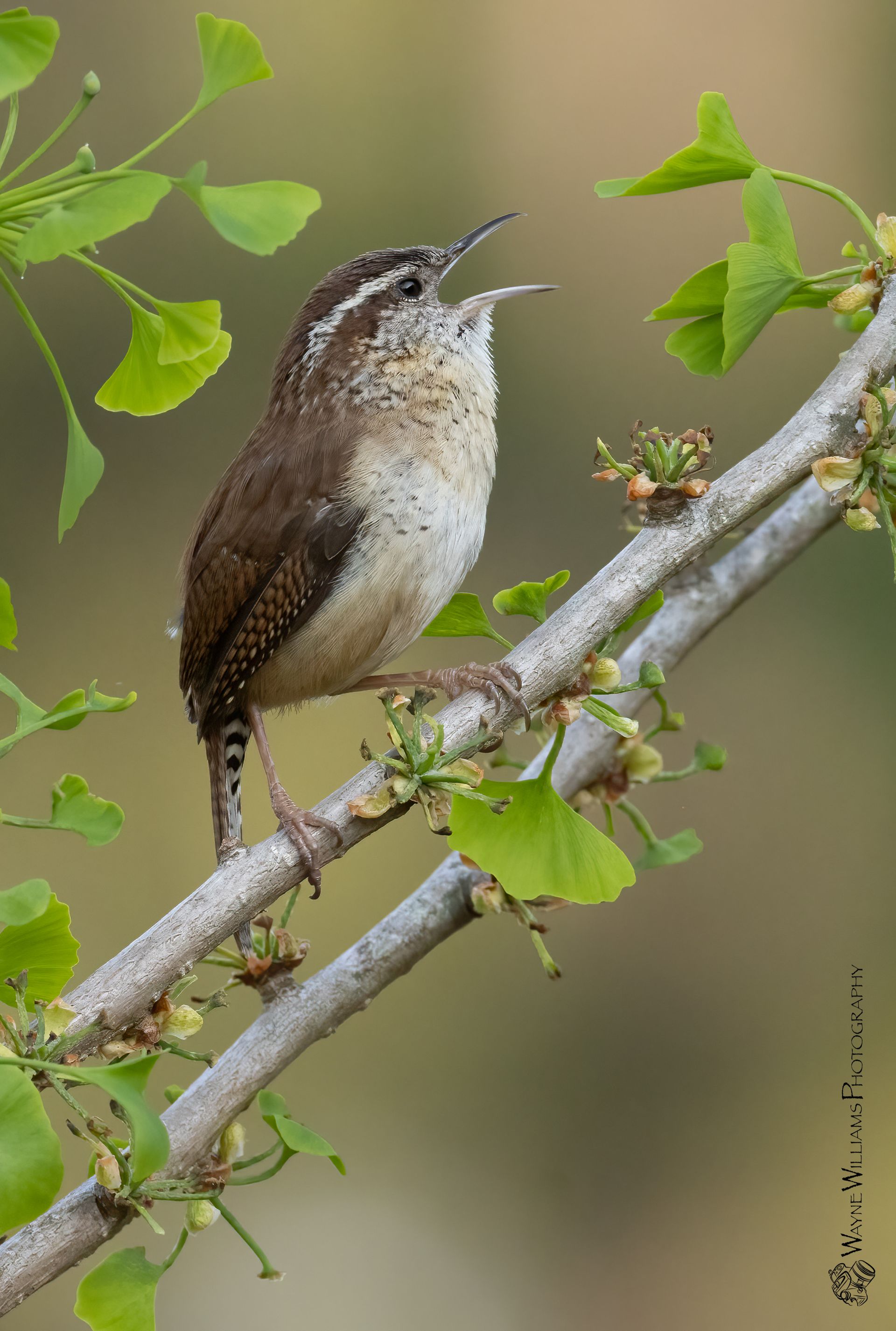A small bird perched on a tree branch with its beak open.