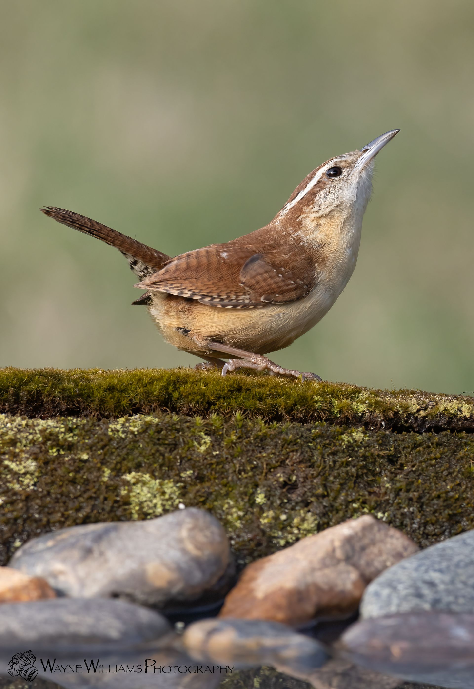 A small brown and white bird perched on a rock.